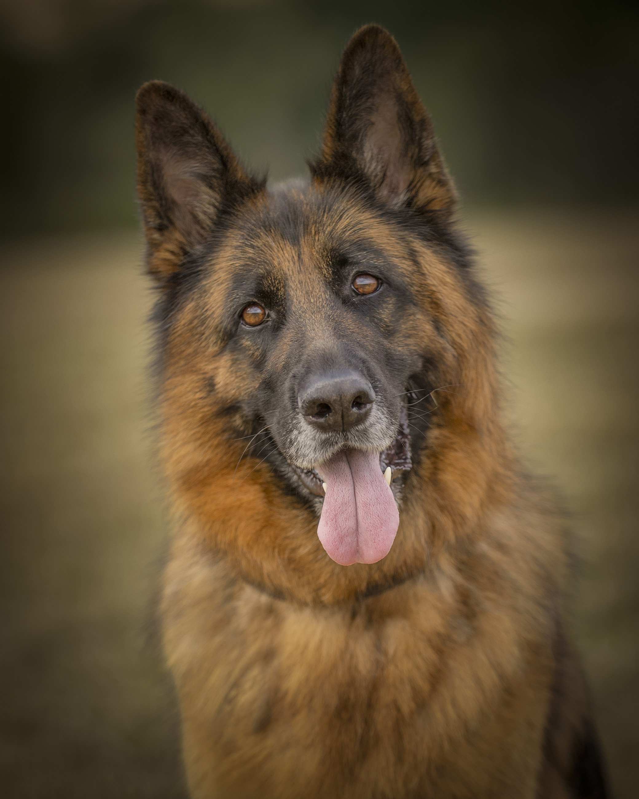Close-up of a German Shepherd dog with its tongue out, showing its alert ears and brown eyes.