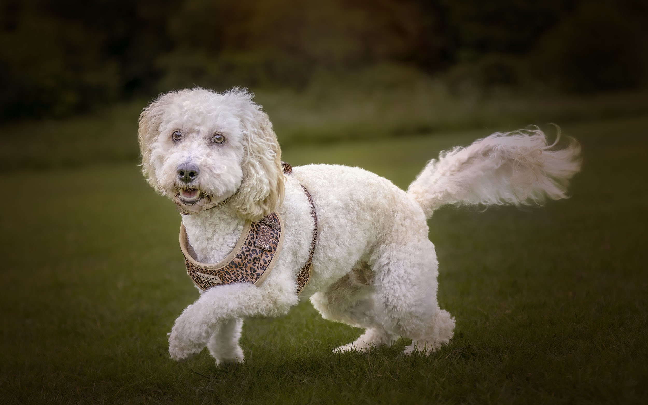Nellie Hero Resized.jpg