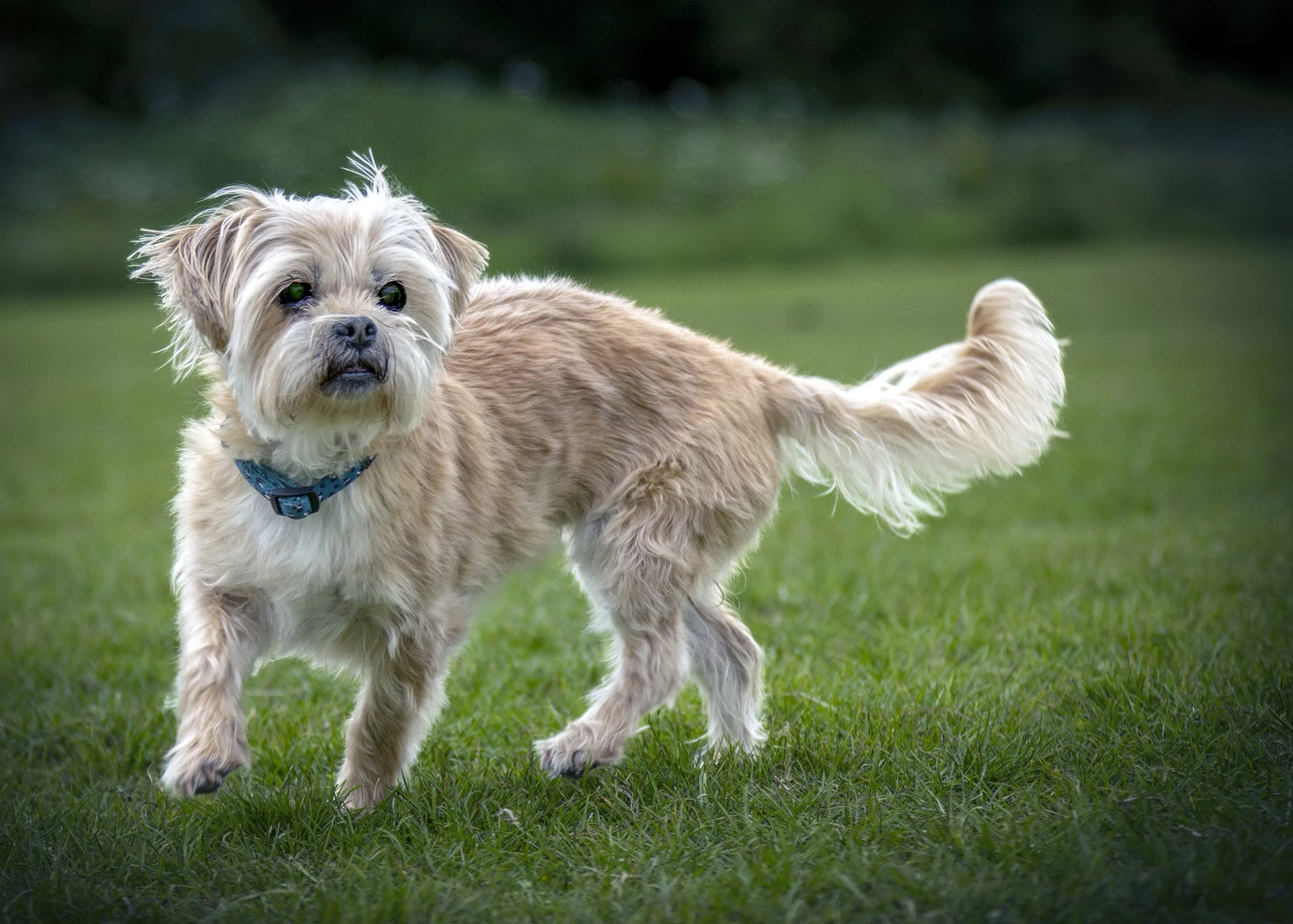 A small, light-colored dog with curly fur standing on green grass, outdoors.