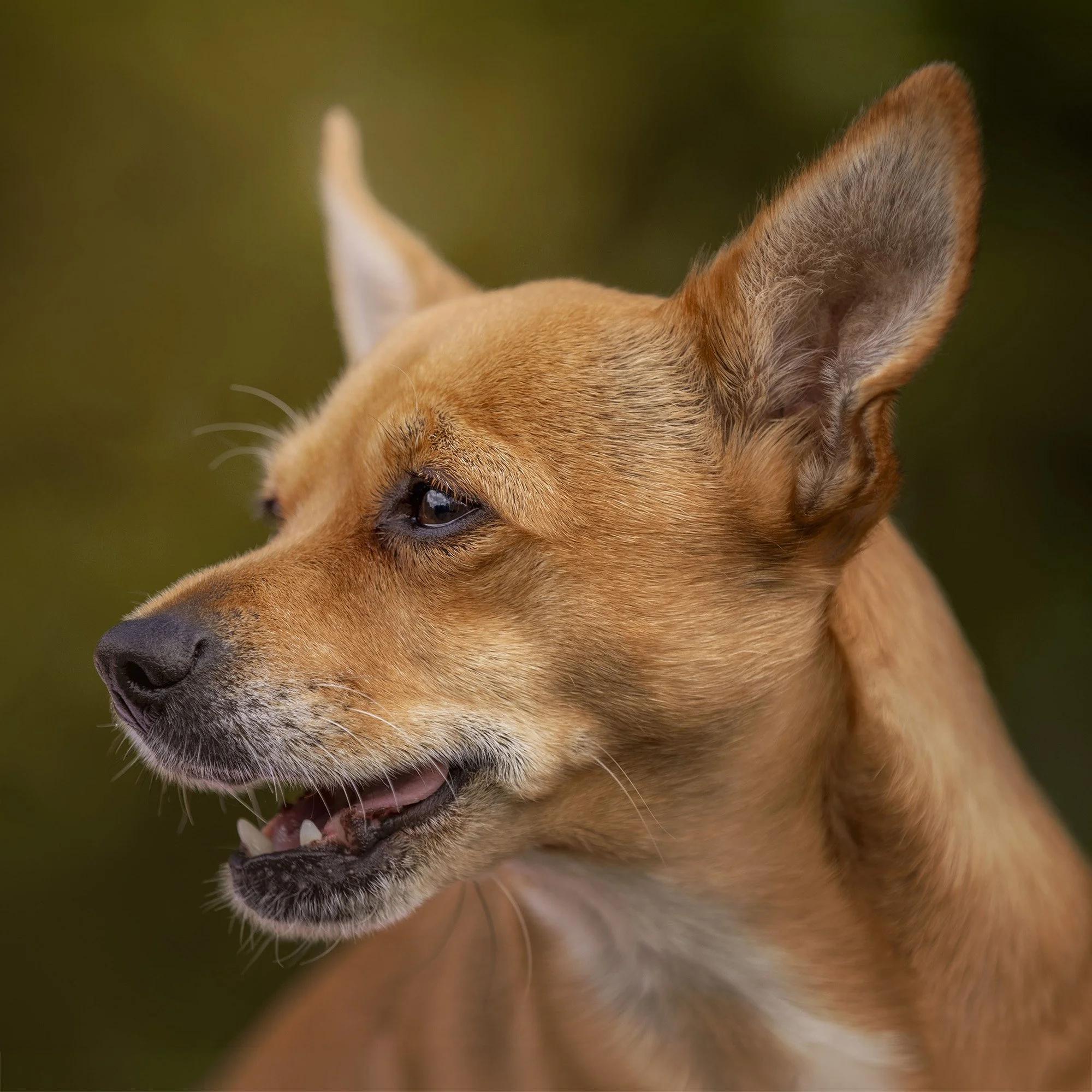 Close-up of a dog's face, showing part of the nose, eye, and ears, with a blurred background.