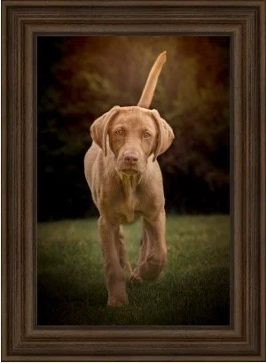 A brown dog walking towards the camera in a framed portrait style, outdoors with blurred background.