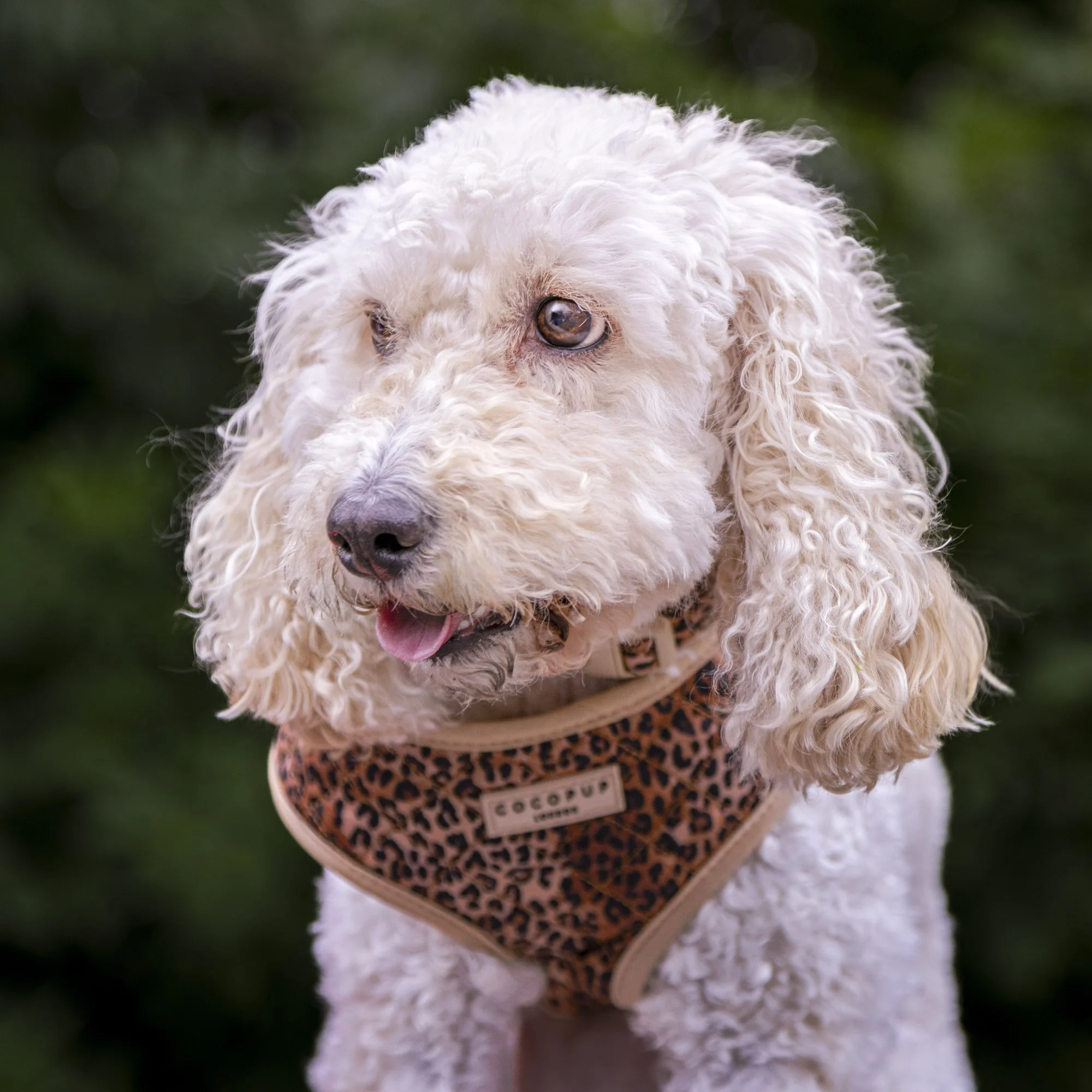 Nellie Square Headshot.jpg