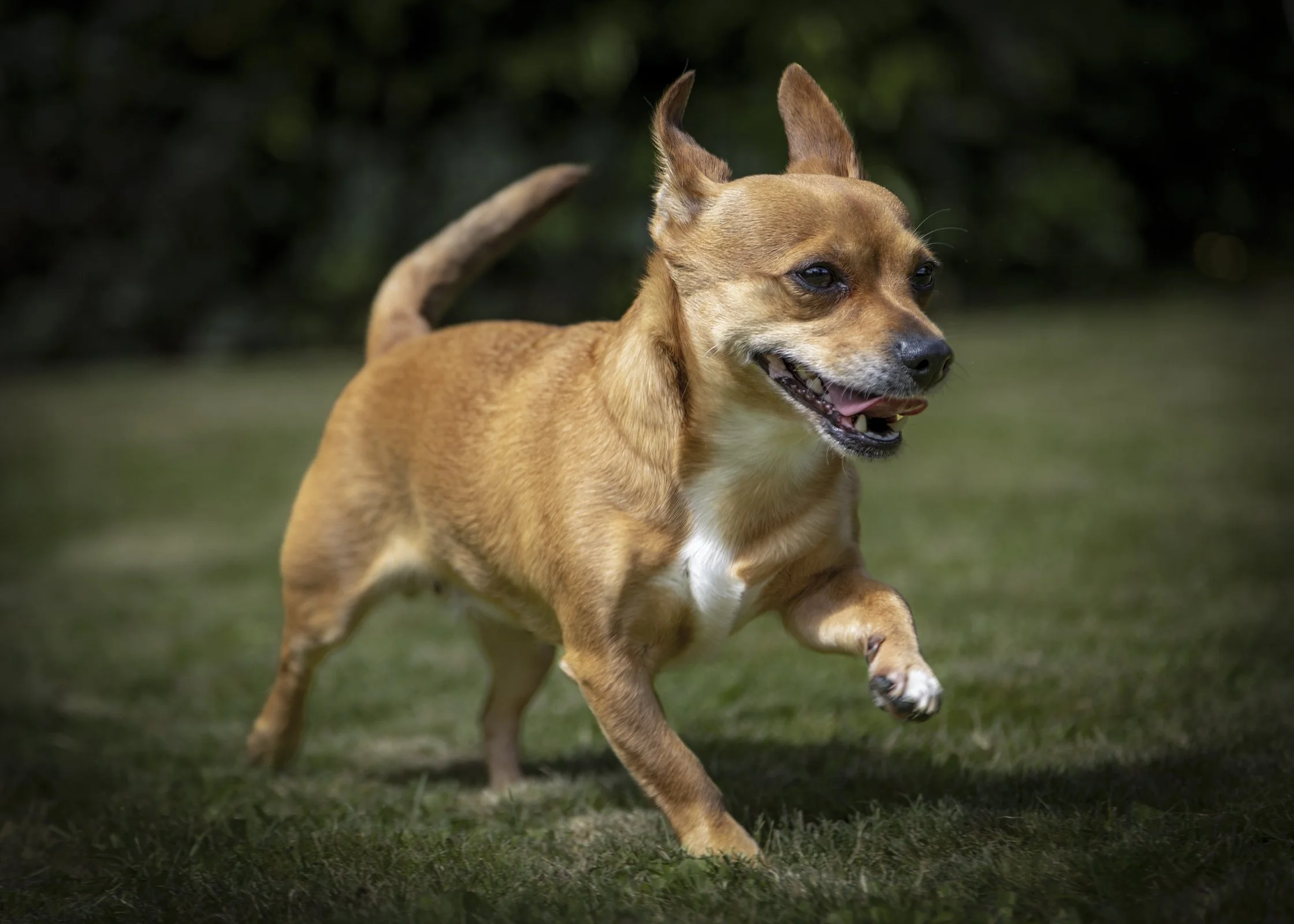 A PET-ography.com bespoke photo of a Jackawawa running on grass 