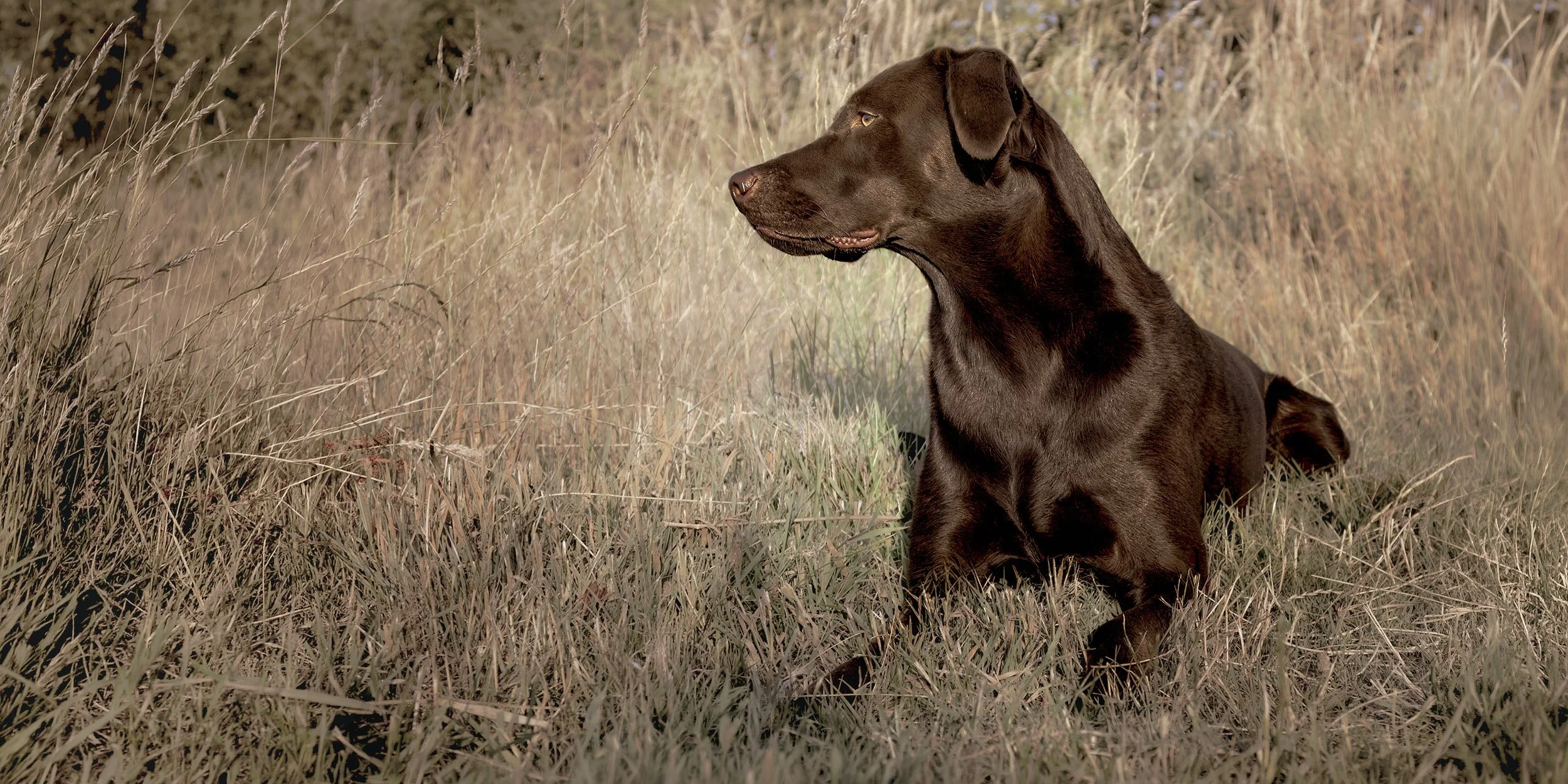 A brown dog sitting in a field of tall grass, looking to the left.