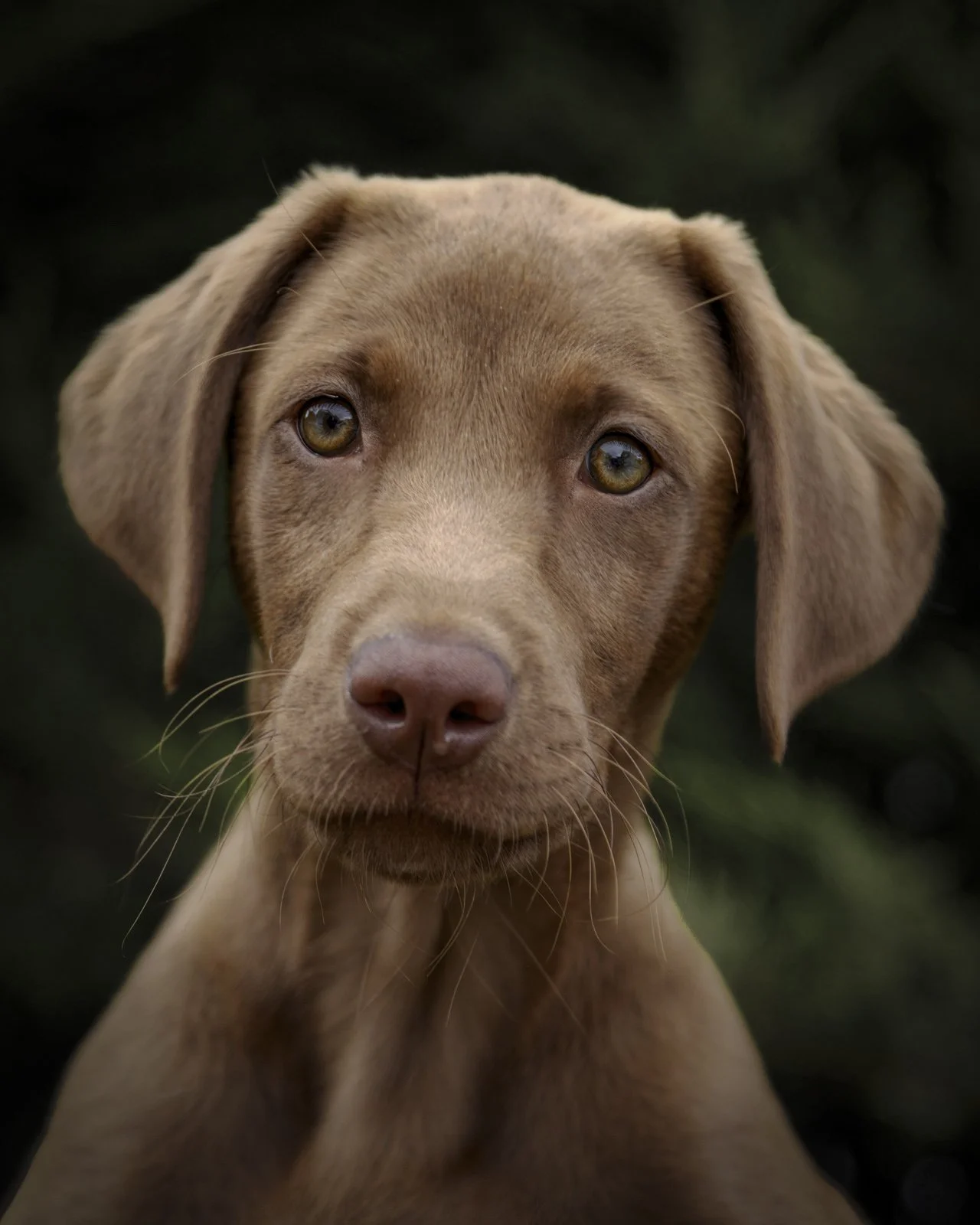 A PET-ography.com bespoke photo of a 13-week-old Chocolate Labrador.
