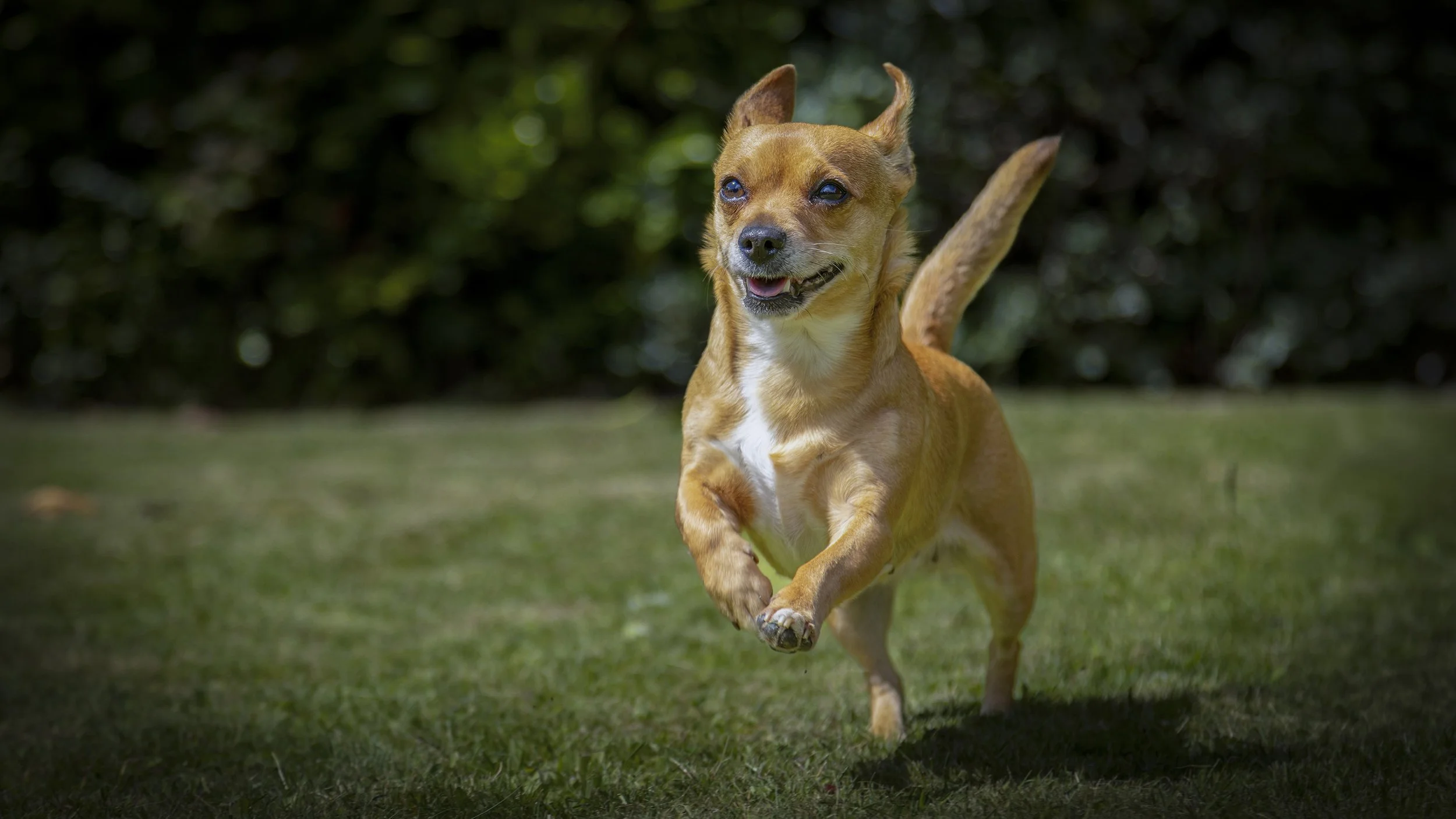 A PET-Ography.com bespoke photo of a Jackawawa jumping on grass