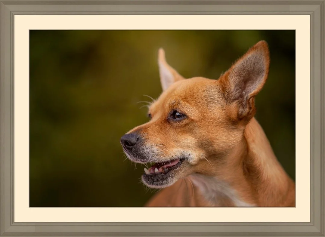 Close-up of a tan dog with a black nose and pointed ears, looking to the right, against a blurred green background.