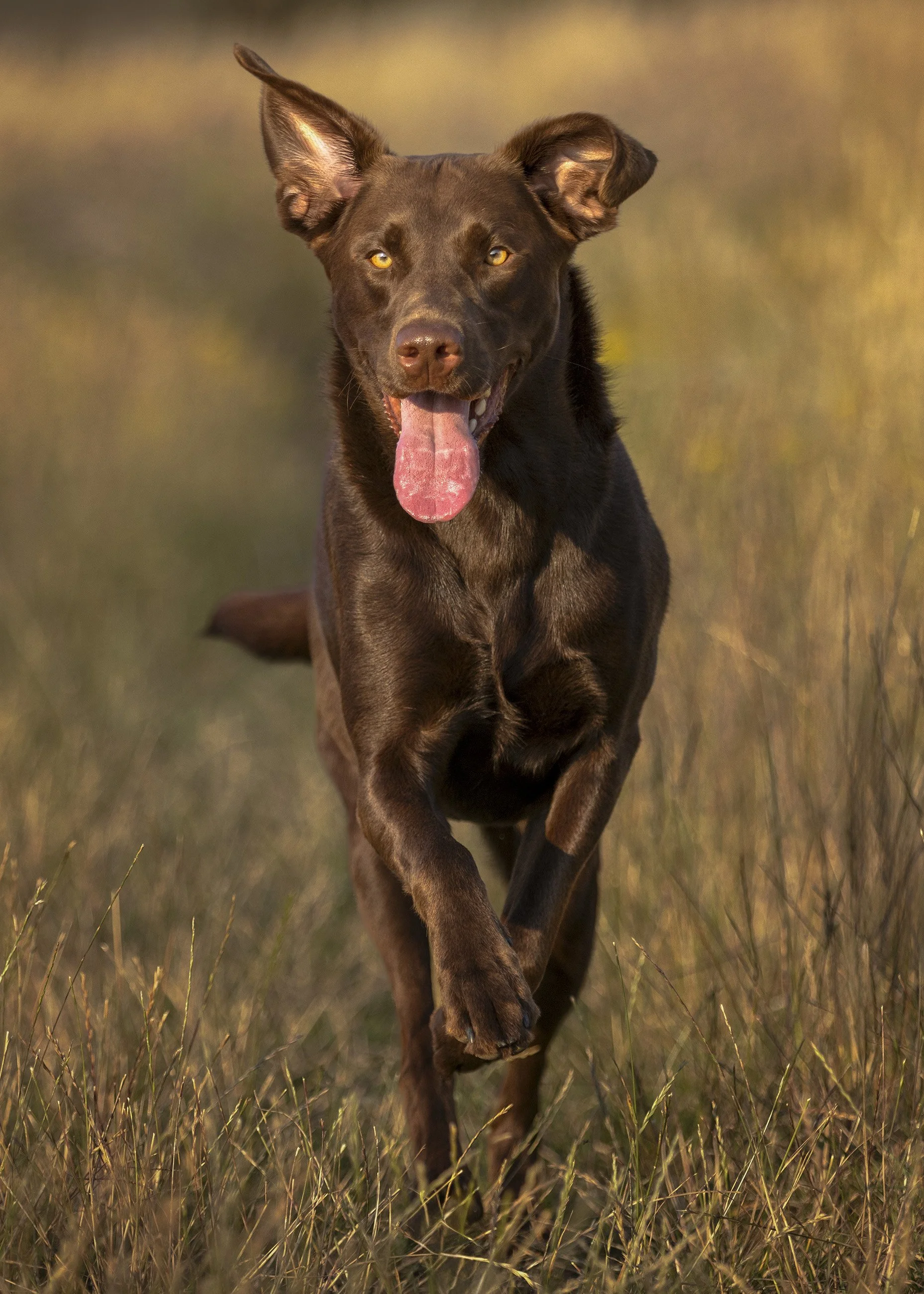 A happy brown dog running through a field of grass with its tongue out and ears flopping.