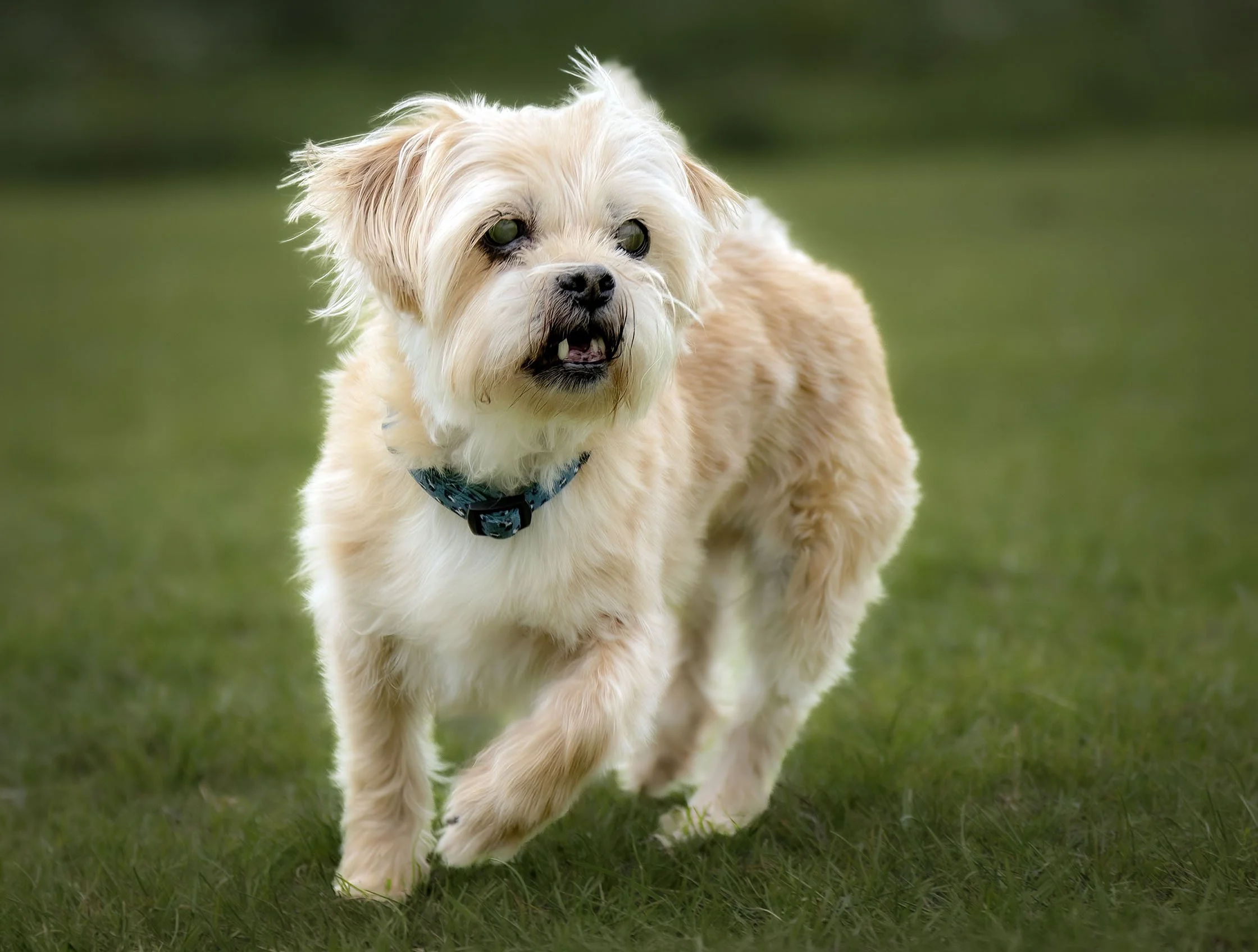 A small, fluffy dog with light-colored fur walking on grass with a blurred green background.