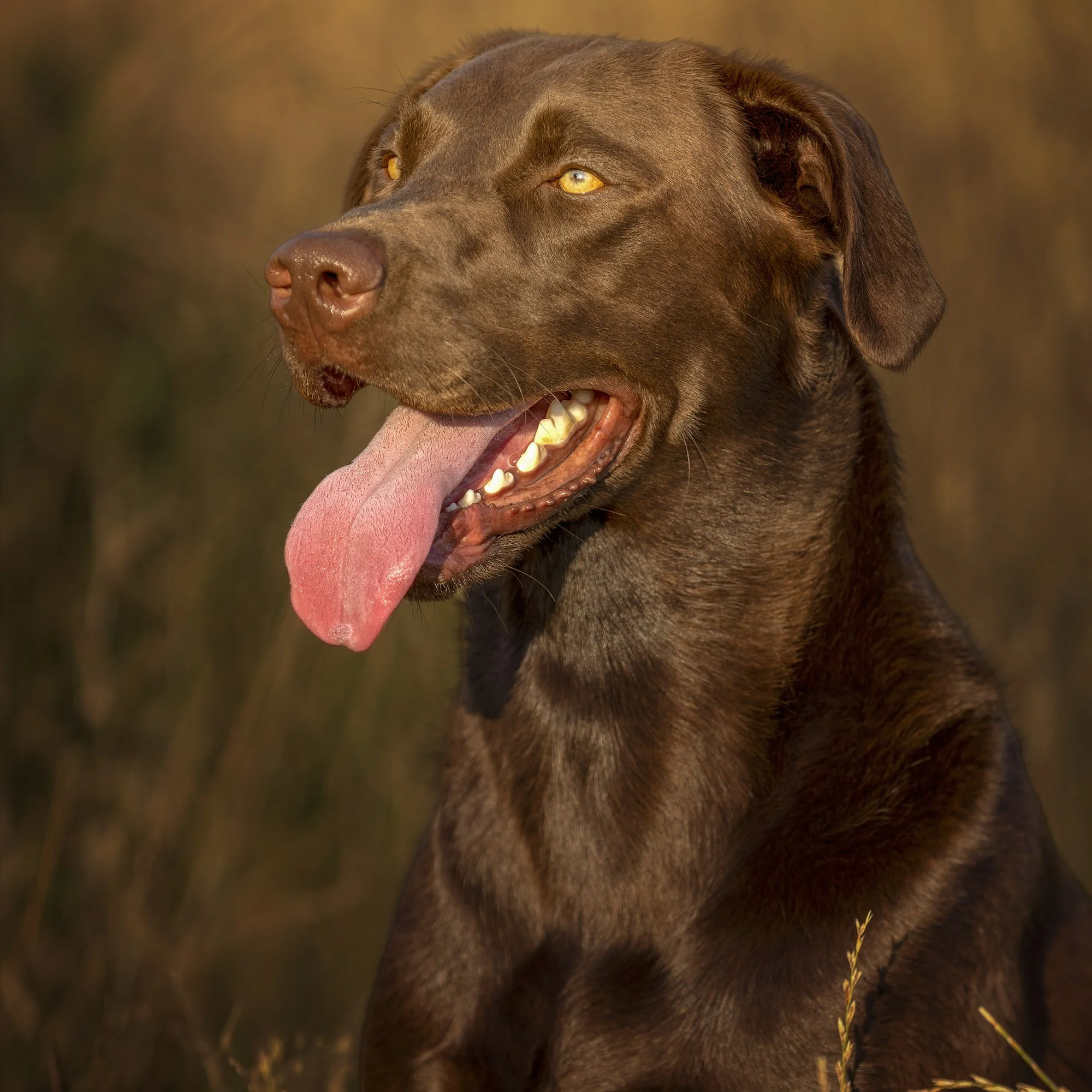 Alfie Square Headshot.jpg
