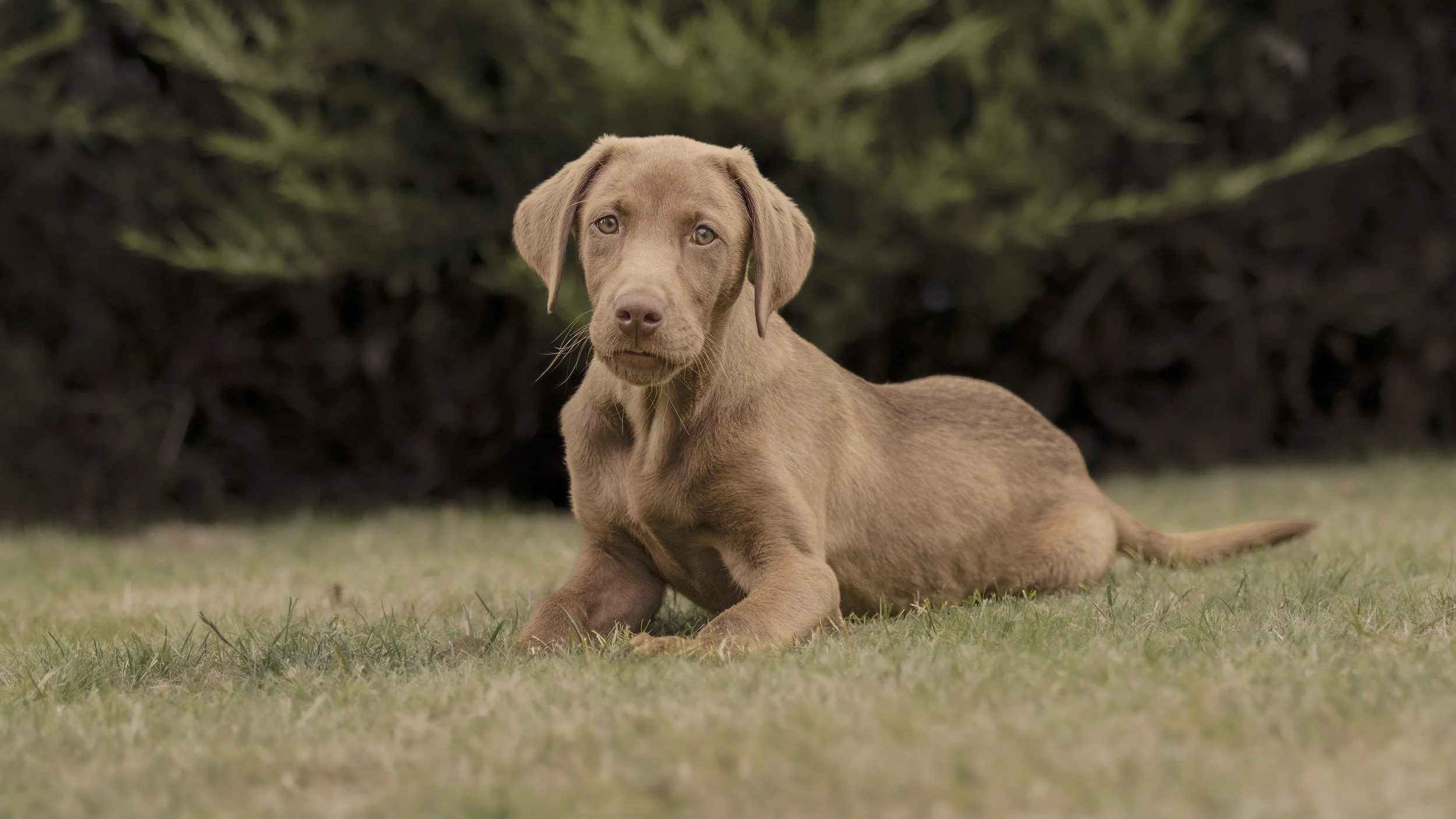 A PET-Ography.com bespoke photo of a 13-week-old Chocolate Labrador lying on grass