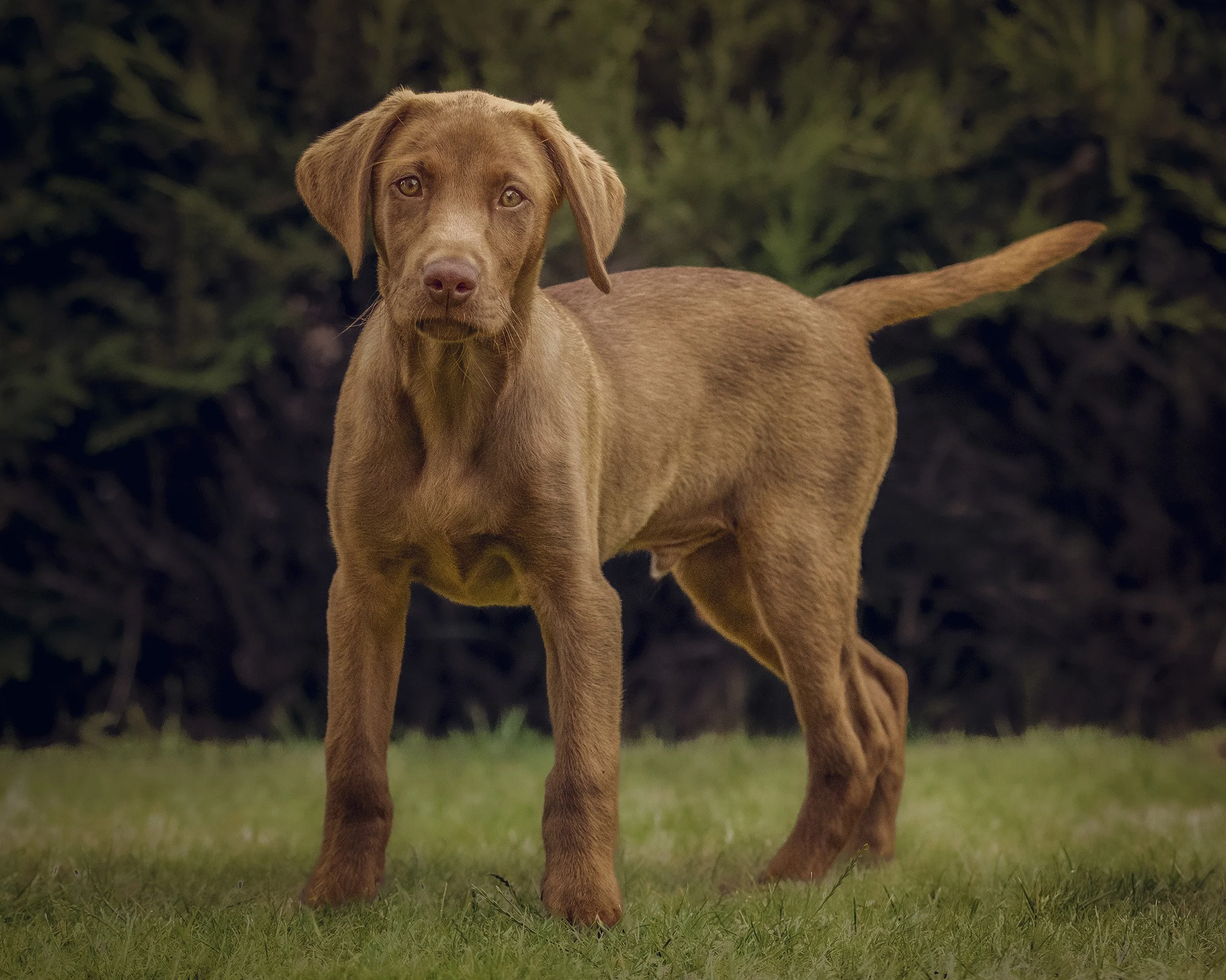 A brown dog standing on grass with a dark green leafy background.