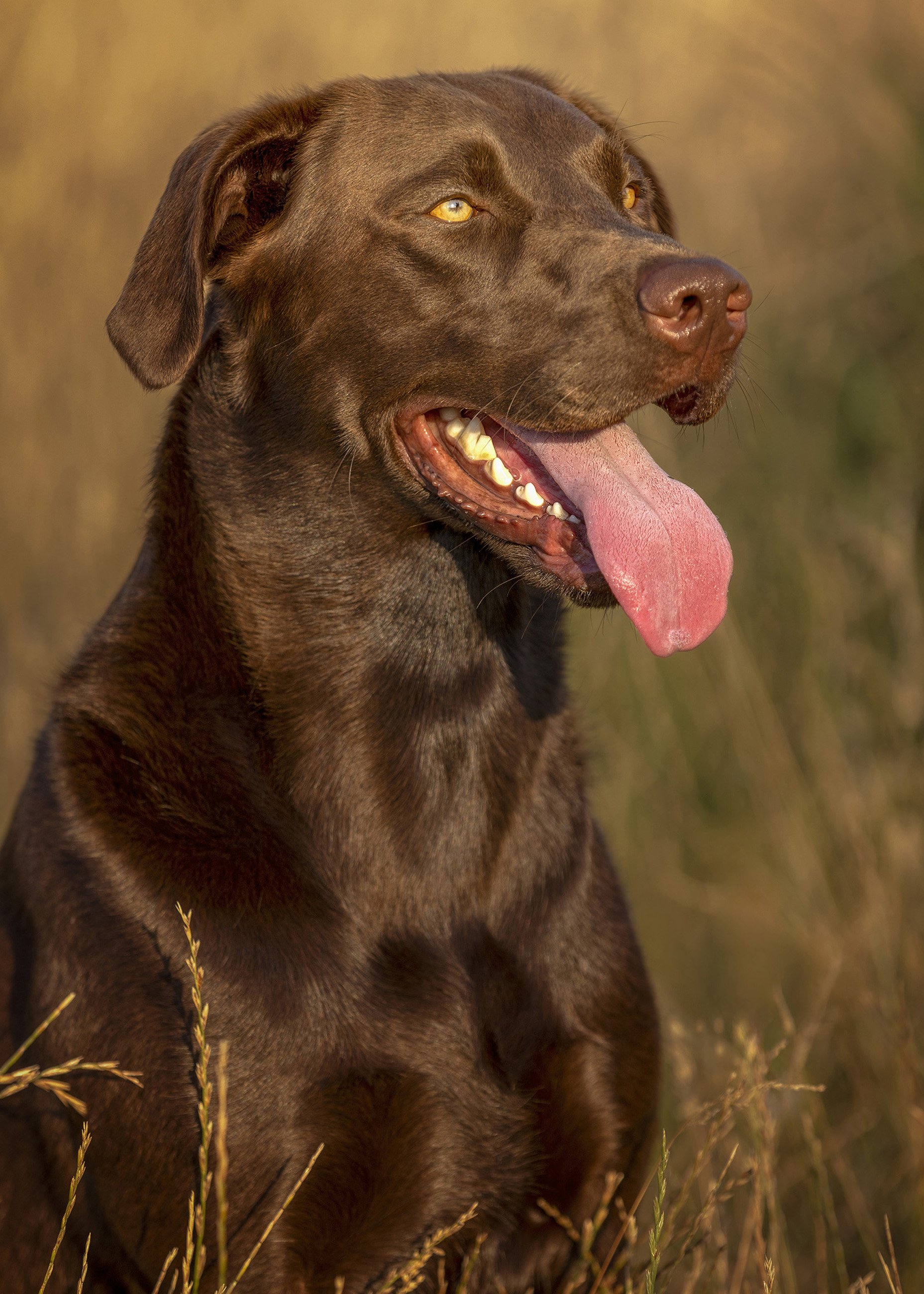 A brown dog with yellow eyes sitting in tall grass in a field, panting with its tongue hanging out.