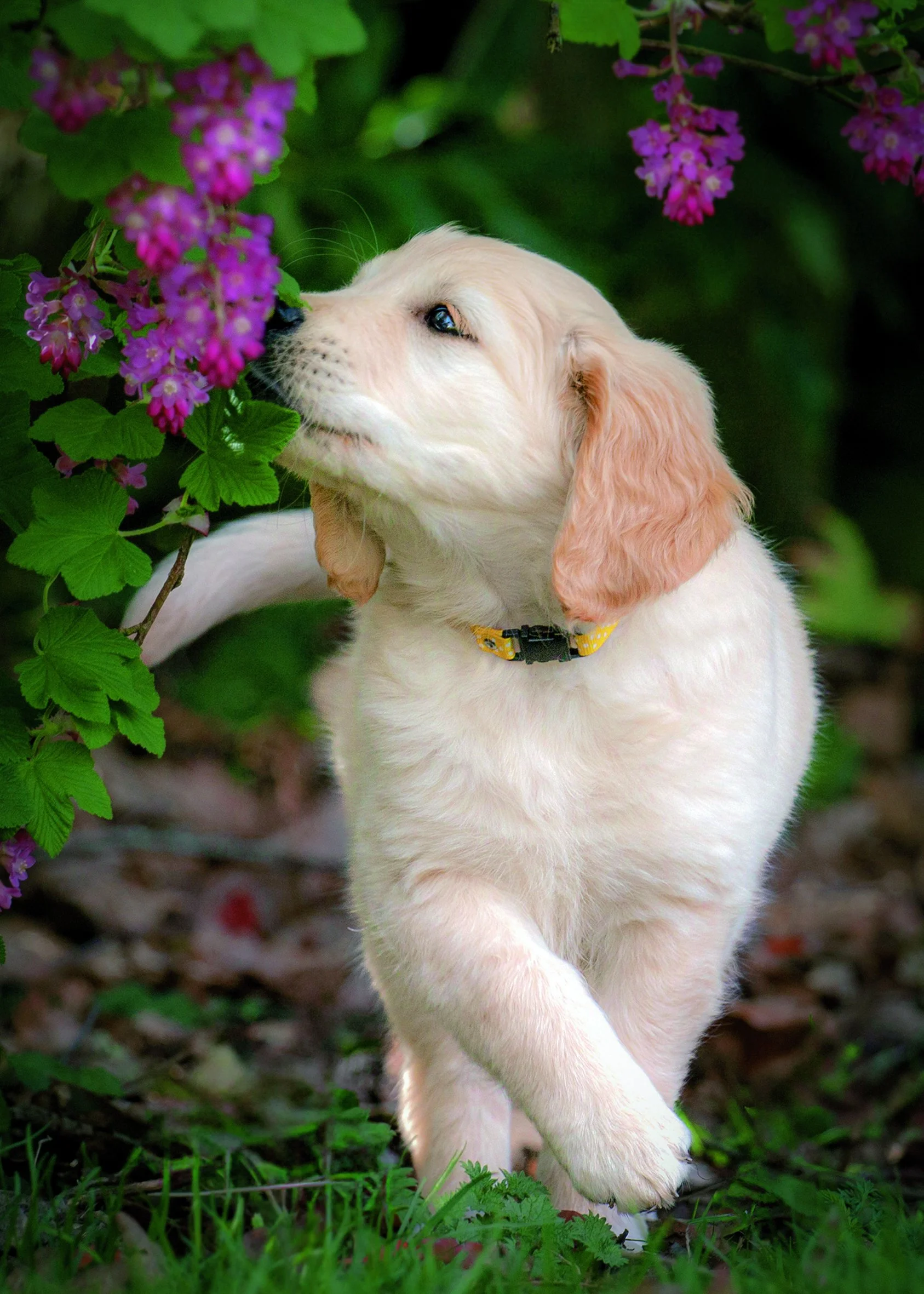 A PET-ography.com bespoke photo of a Golden Retriever puppy