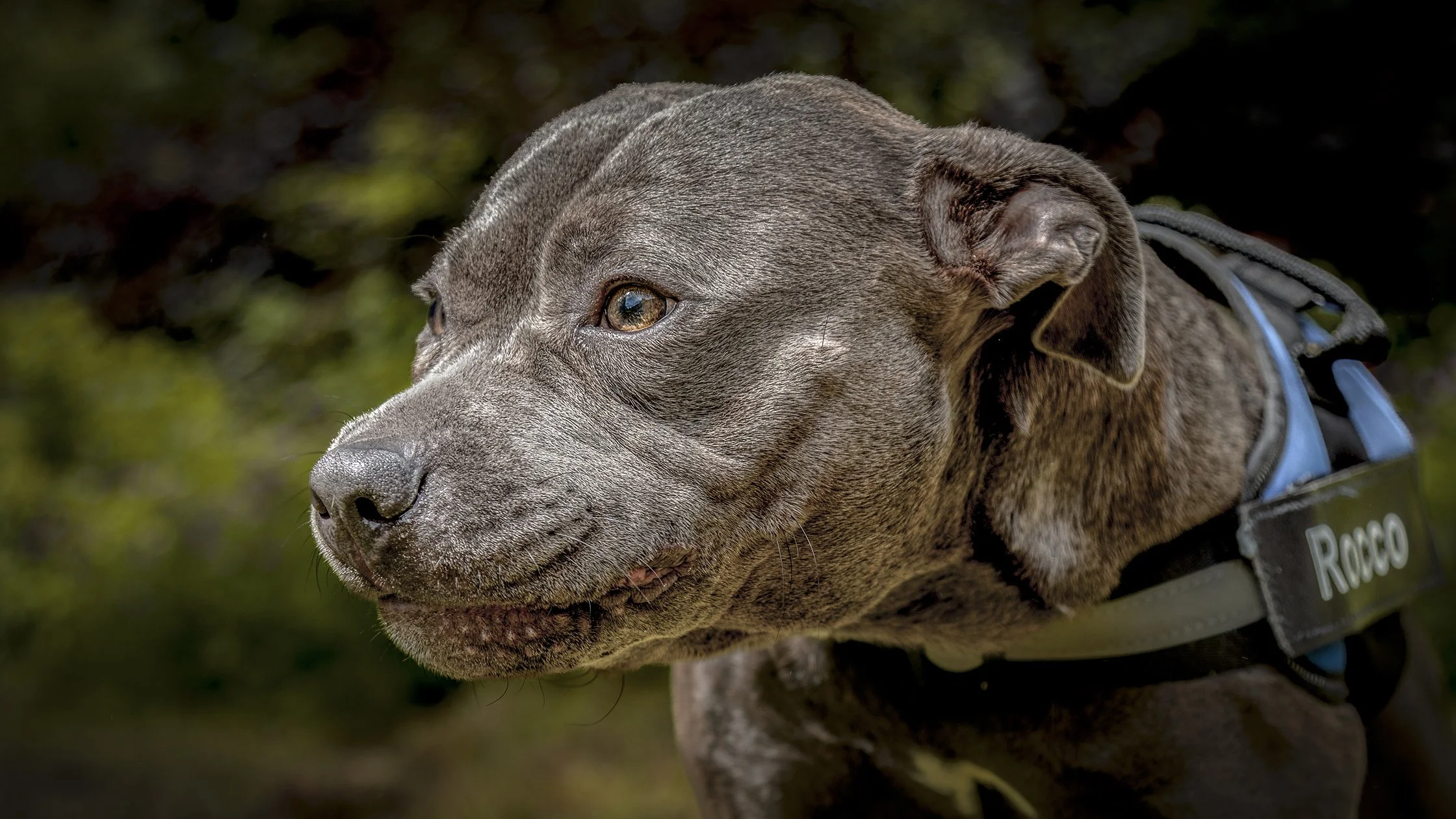 A PET-ography.com bespoke photo of a Staffordshire Bull Terrier 