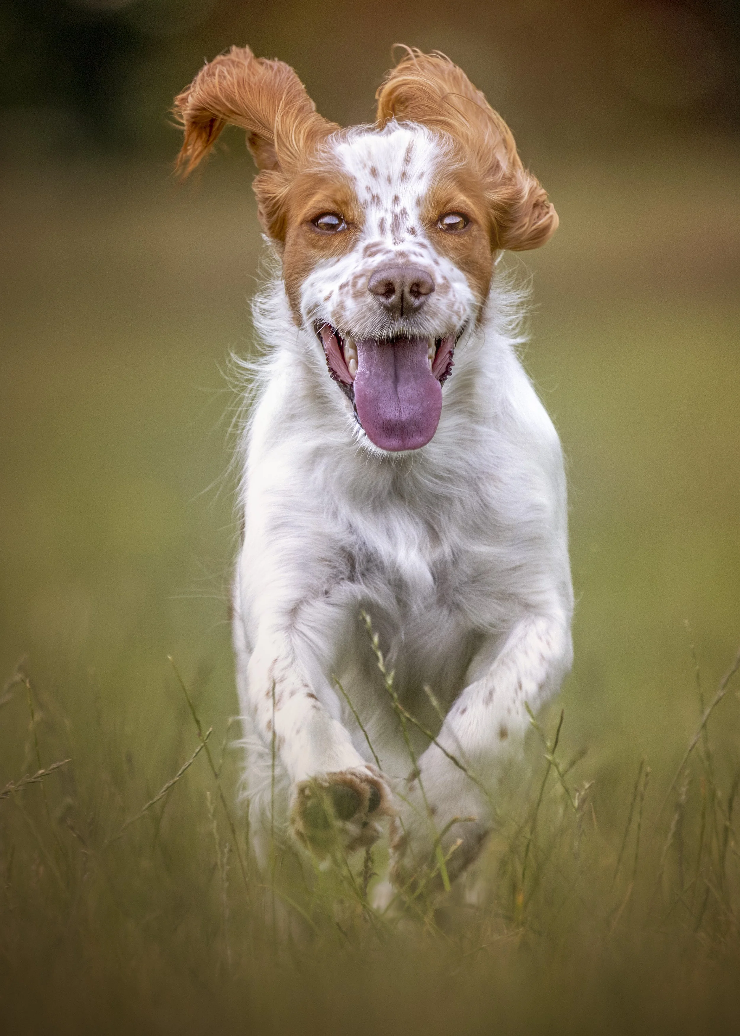 A happy brown and white dog running through tall grass with its tongue hanging out.