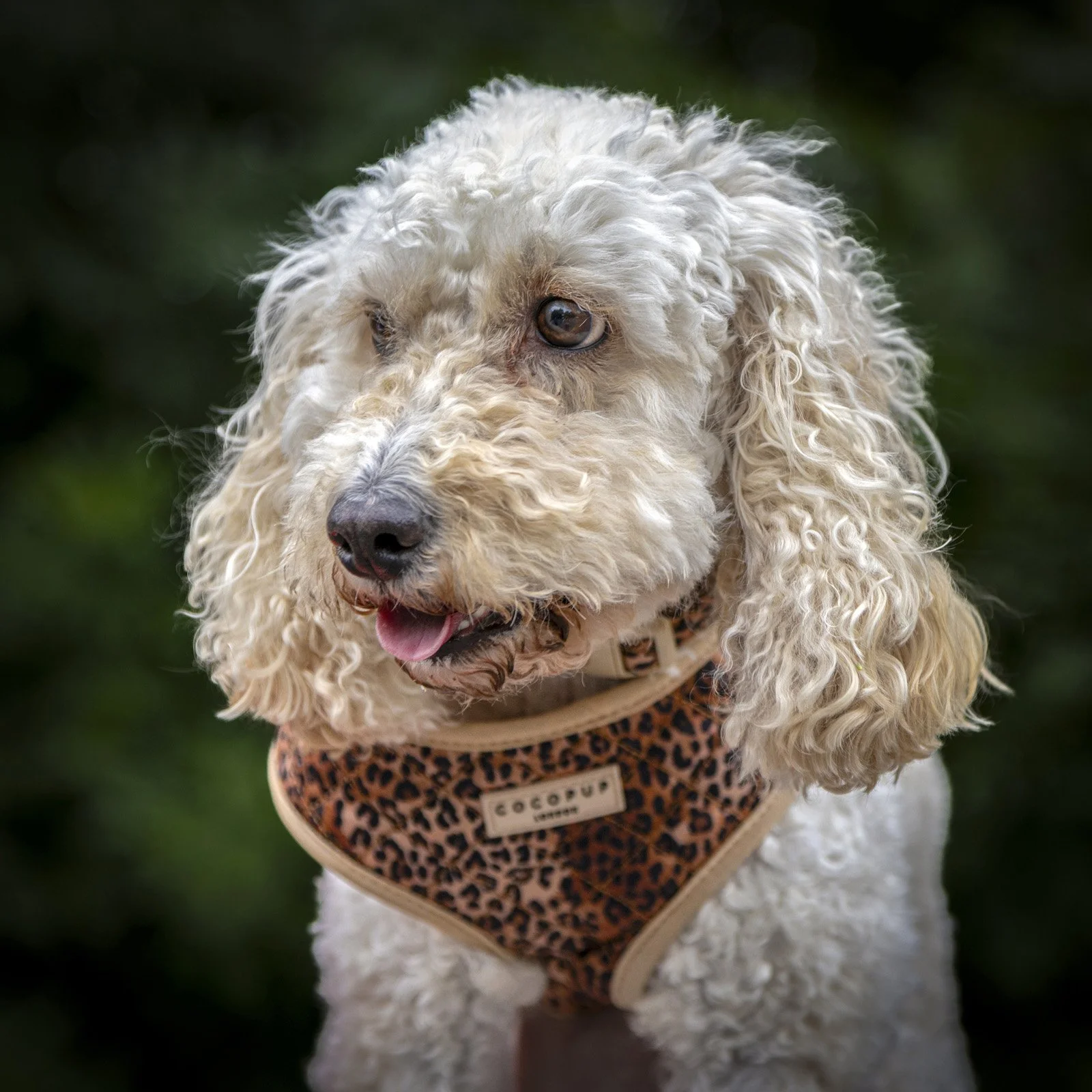 A PET-ography.com bespoke photo portrait of a Cockapoo