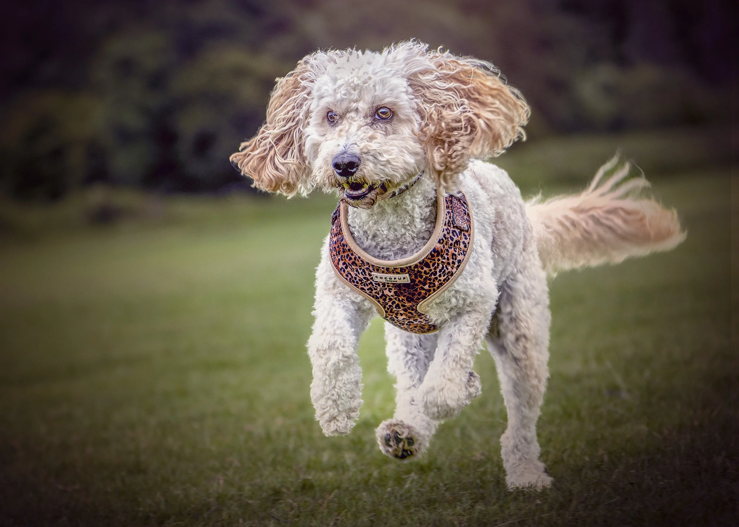 A white curly-haired dog with orange ears and a tail, wearing a leopard print harness, running on grass with a blurred background.