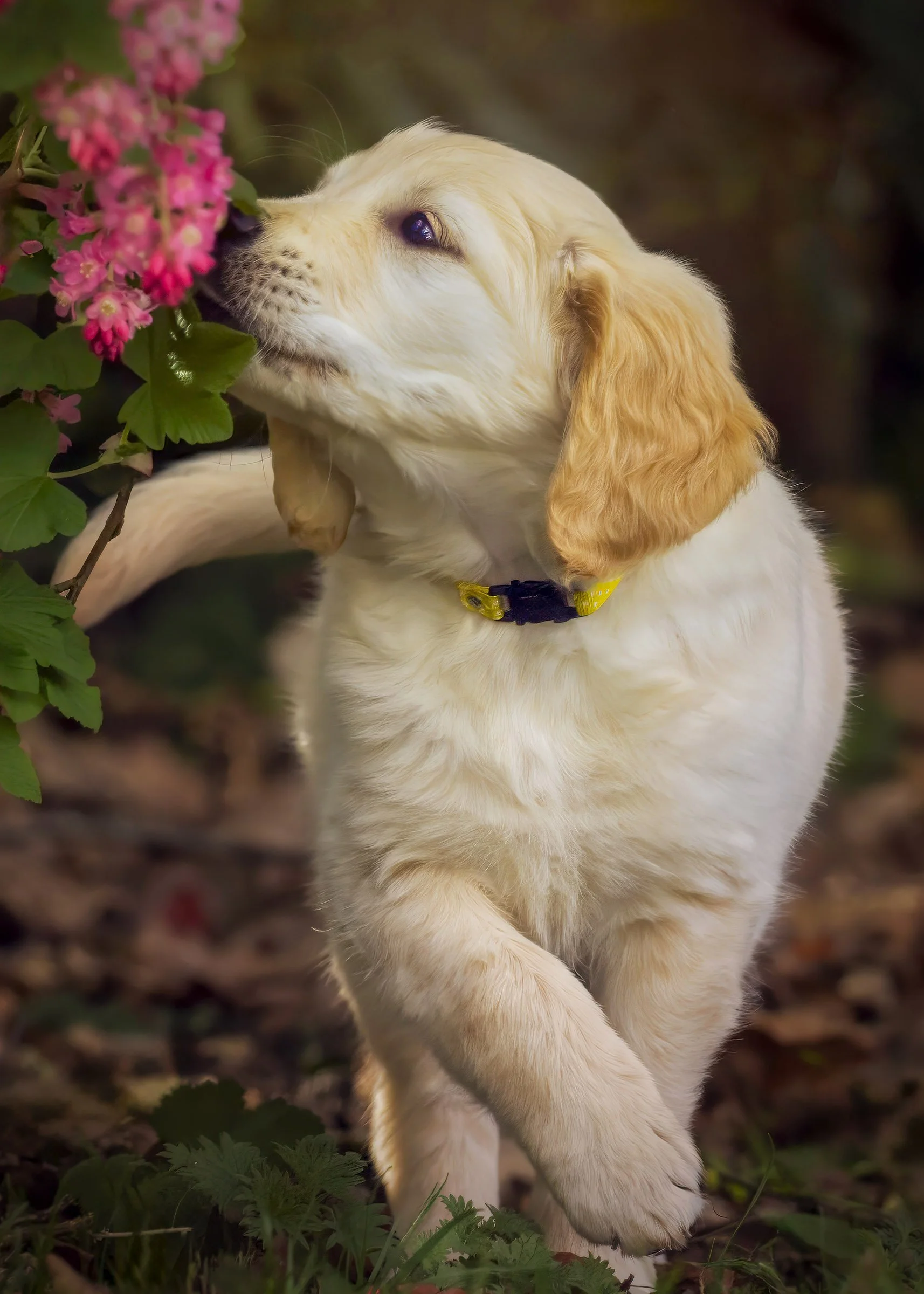 A golden retriever puppy sniffing pink flowers outdoors.