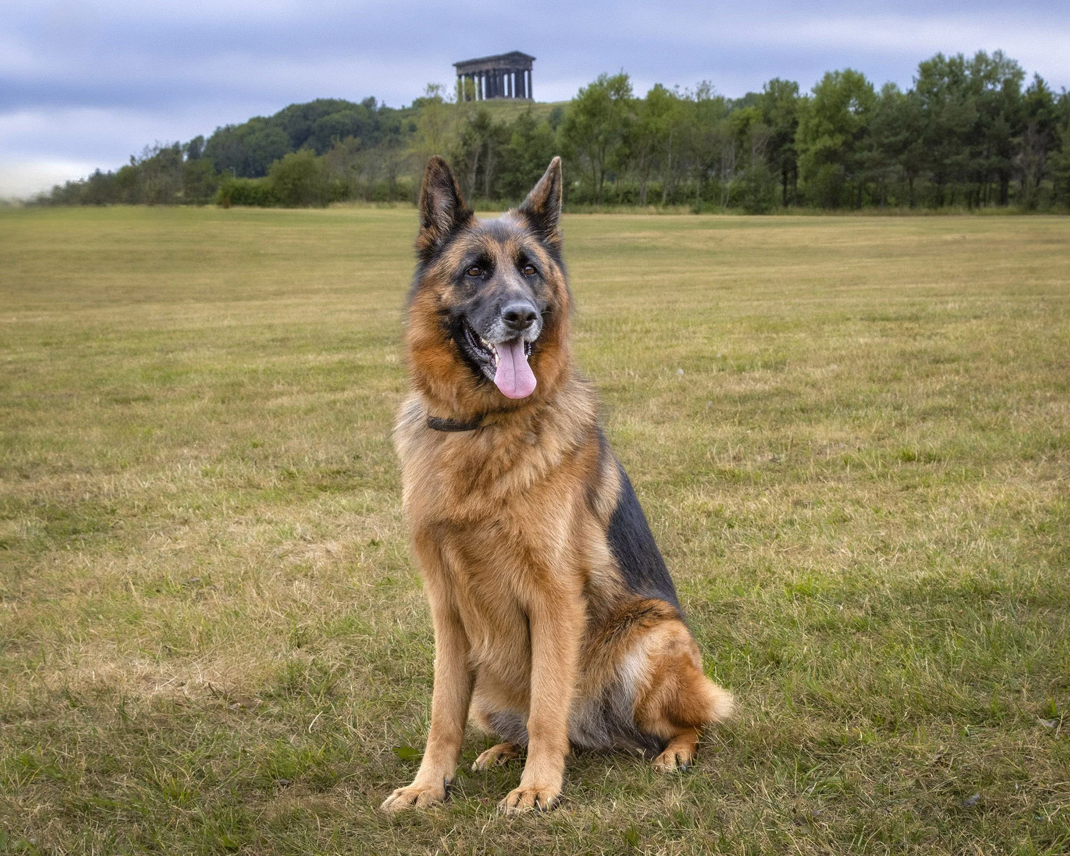 A German shepherd dog sitting on a grassy field with trees and a small ancient-looking temple on a hill in the background.