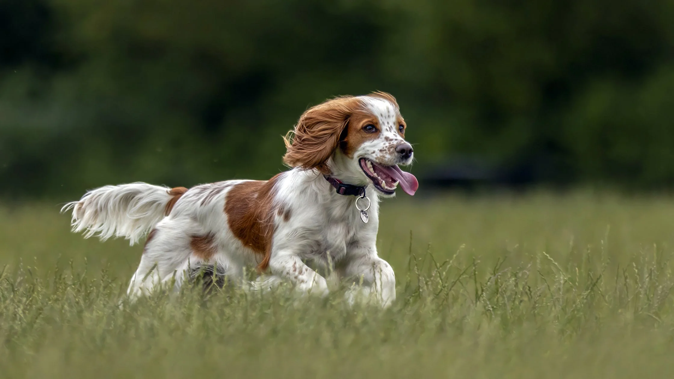 A PET-Ography.com bespoke photo of a Cocker Spaniel running through long grass  
