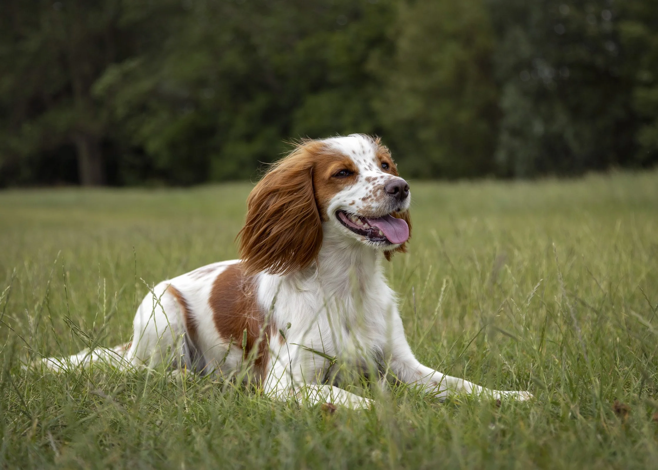 A PET-ography.com bespoke photo of a Cocker Spaniel lying in long grass 