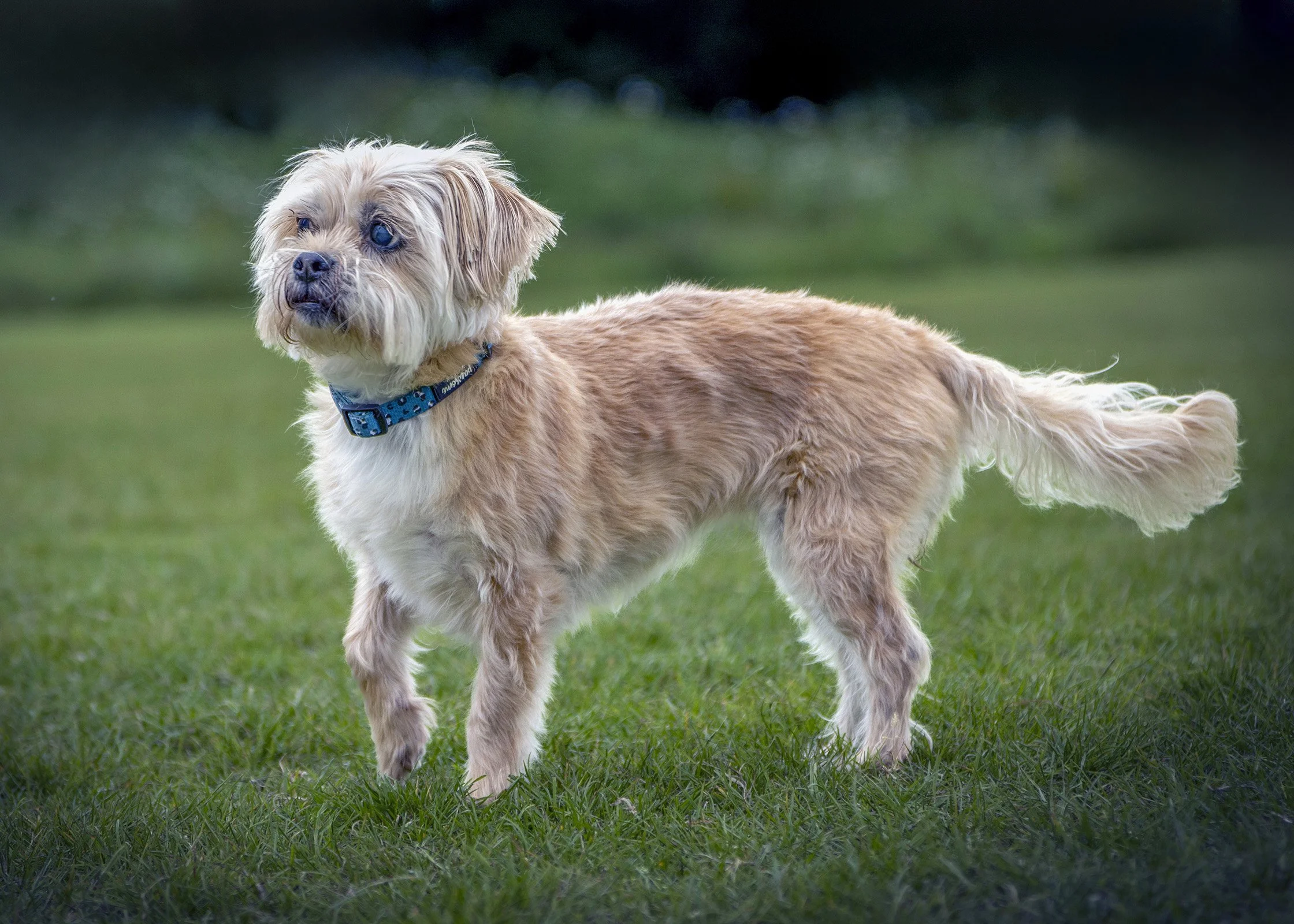 A small dog with long, light-colored fur standing on green grass in a park, with a dark blurred background.