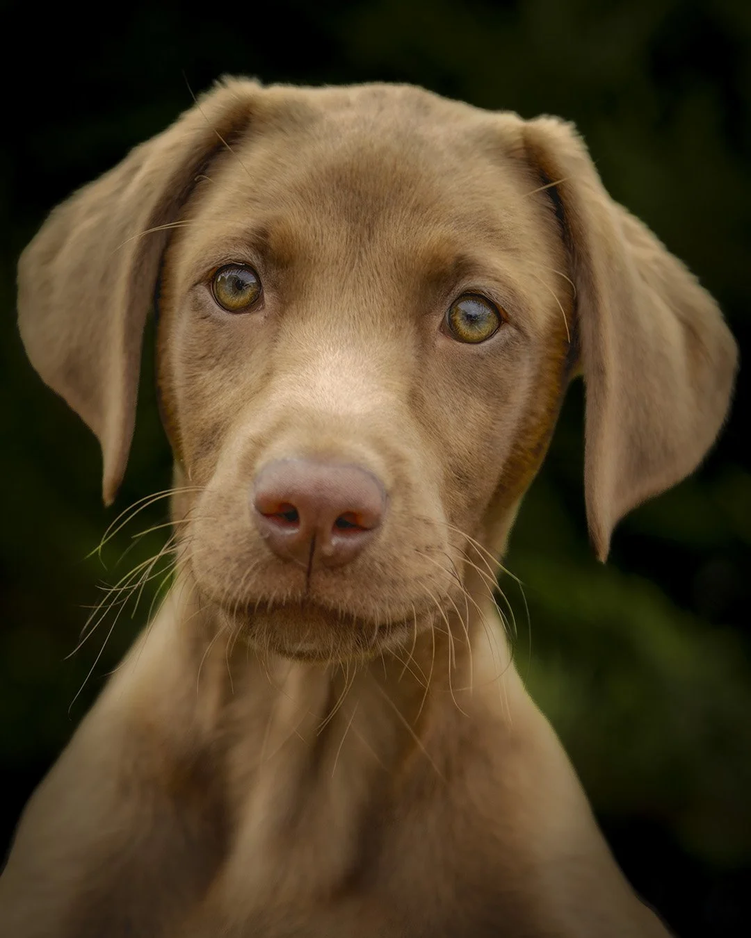 Close-up of a light brown dog with floppy ears and hazel eyes, looking at the camera against a dark background.