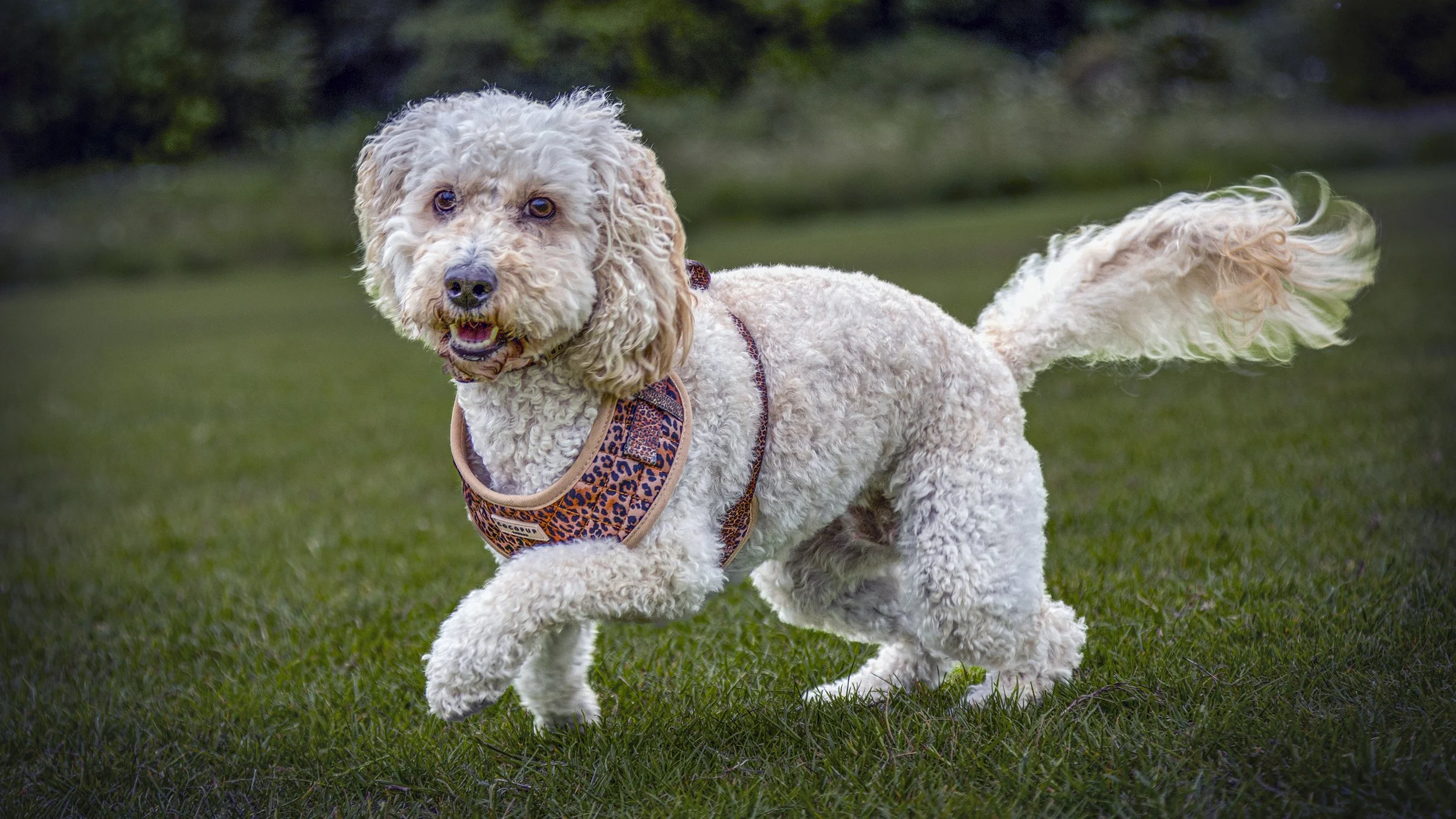 A PET-Ography.com bespoke photo of a Cockapoo jumping on grass