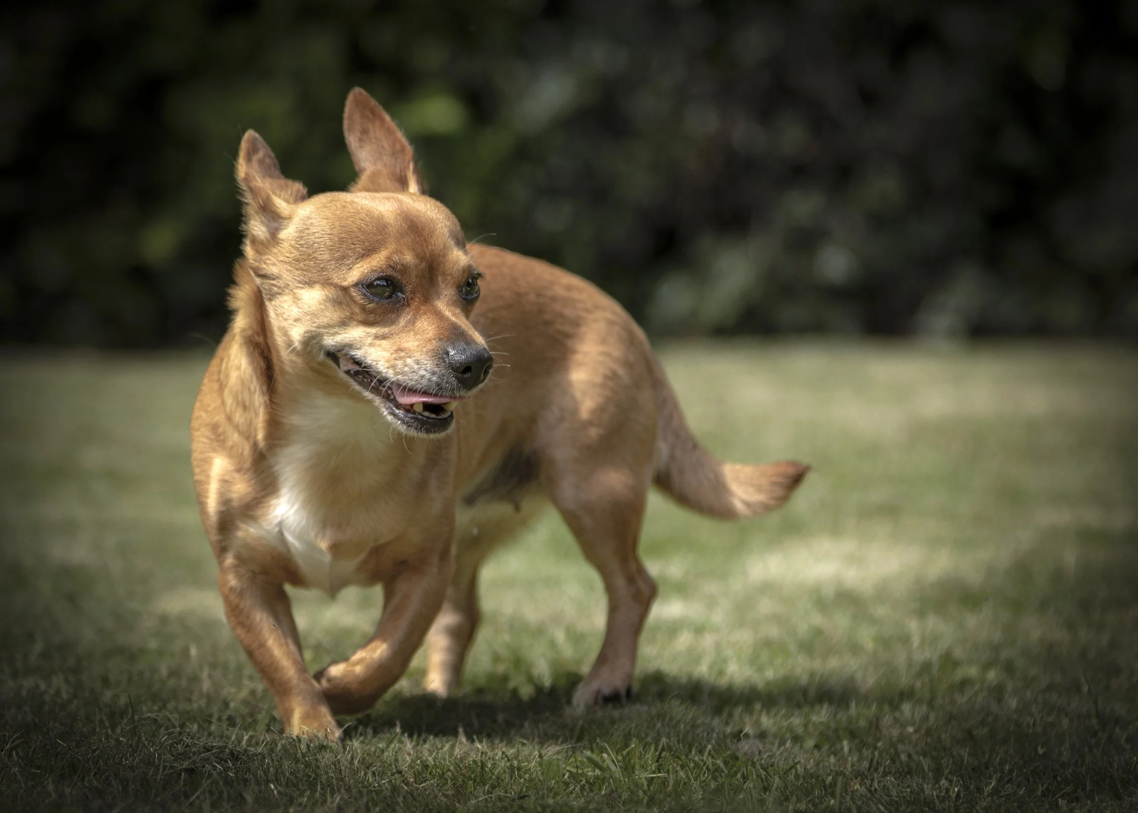 A PET-ography.com bespoke photo of a Jackawawa