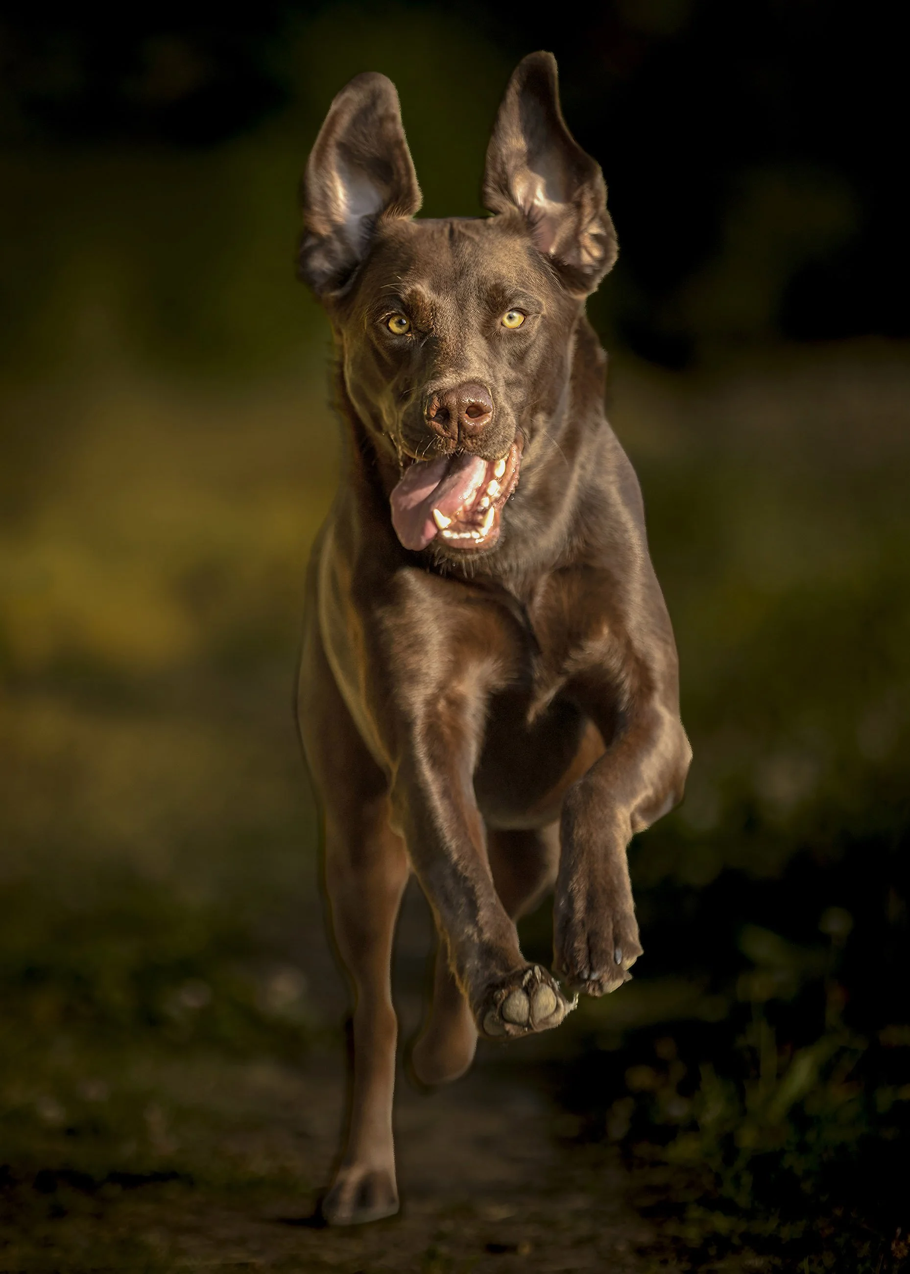 A brown dog running outdoors at night, with glowing eyes and large ears, illuminated by a warm light.