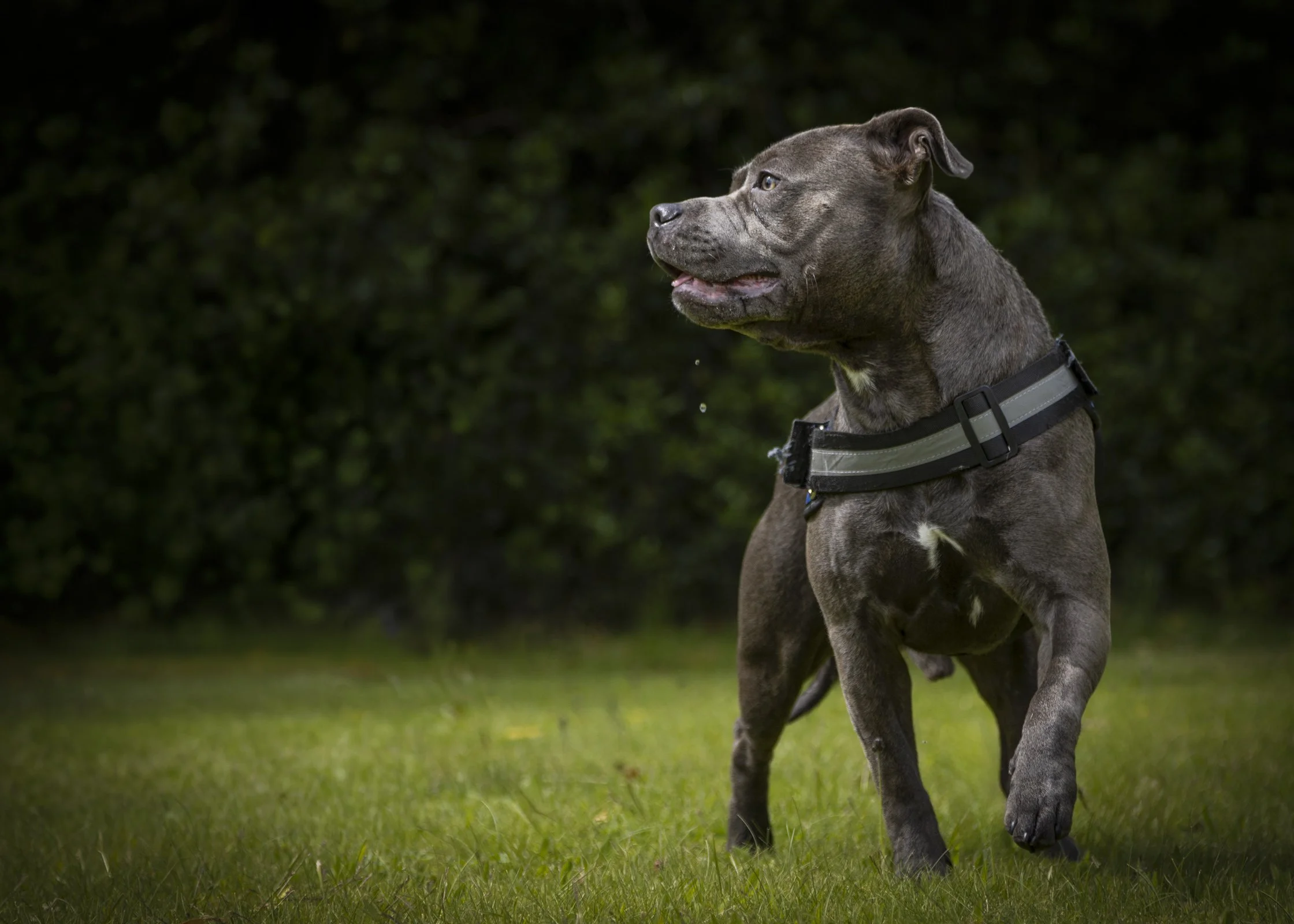 A PET-ography.com bespoke photo of a Staffordshire Bull Terrier
