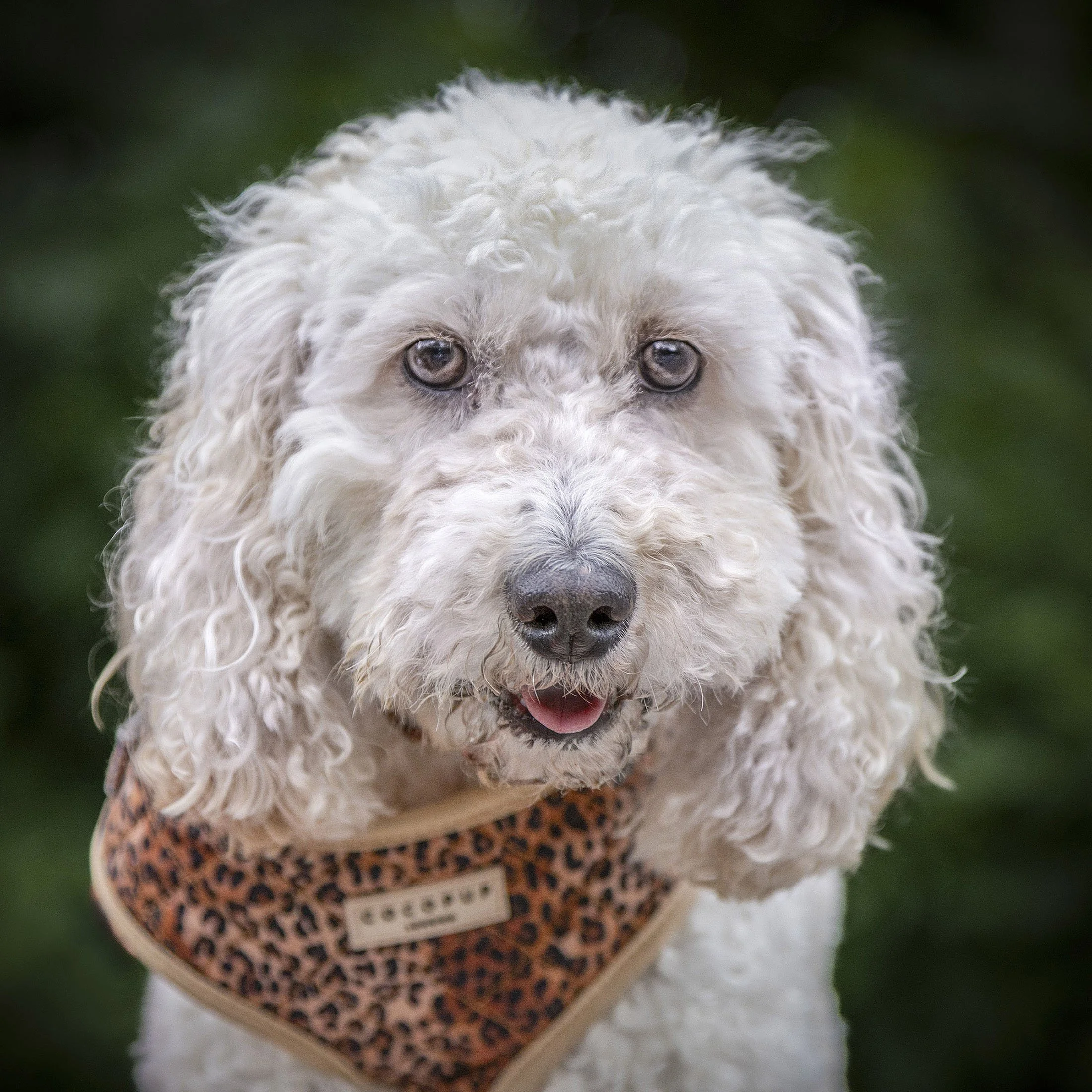 Close-up of a white curly-haired dog wearing a leopard print harness on a green background.