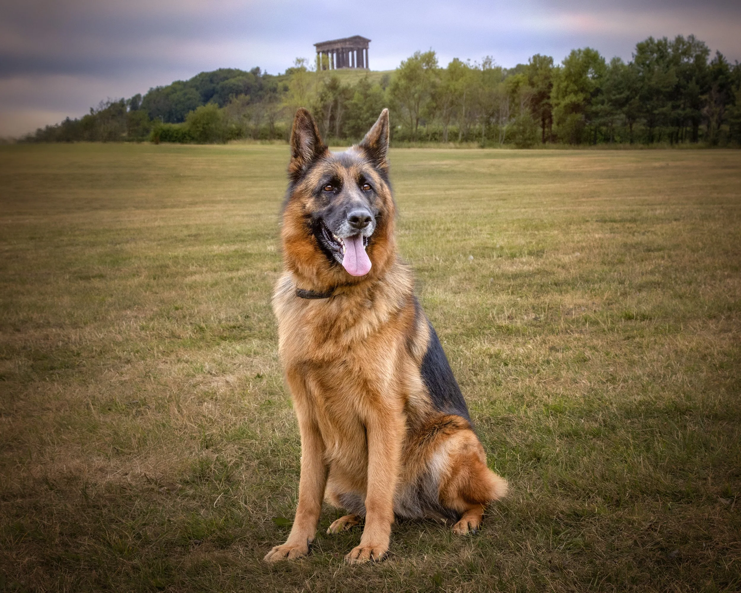 A German Shepherd dog sitting on a grassy field with an ancient Greek temple on a hill in the background.