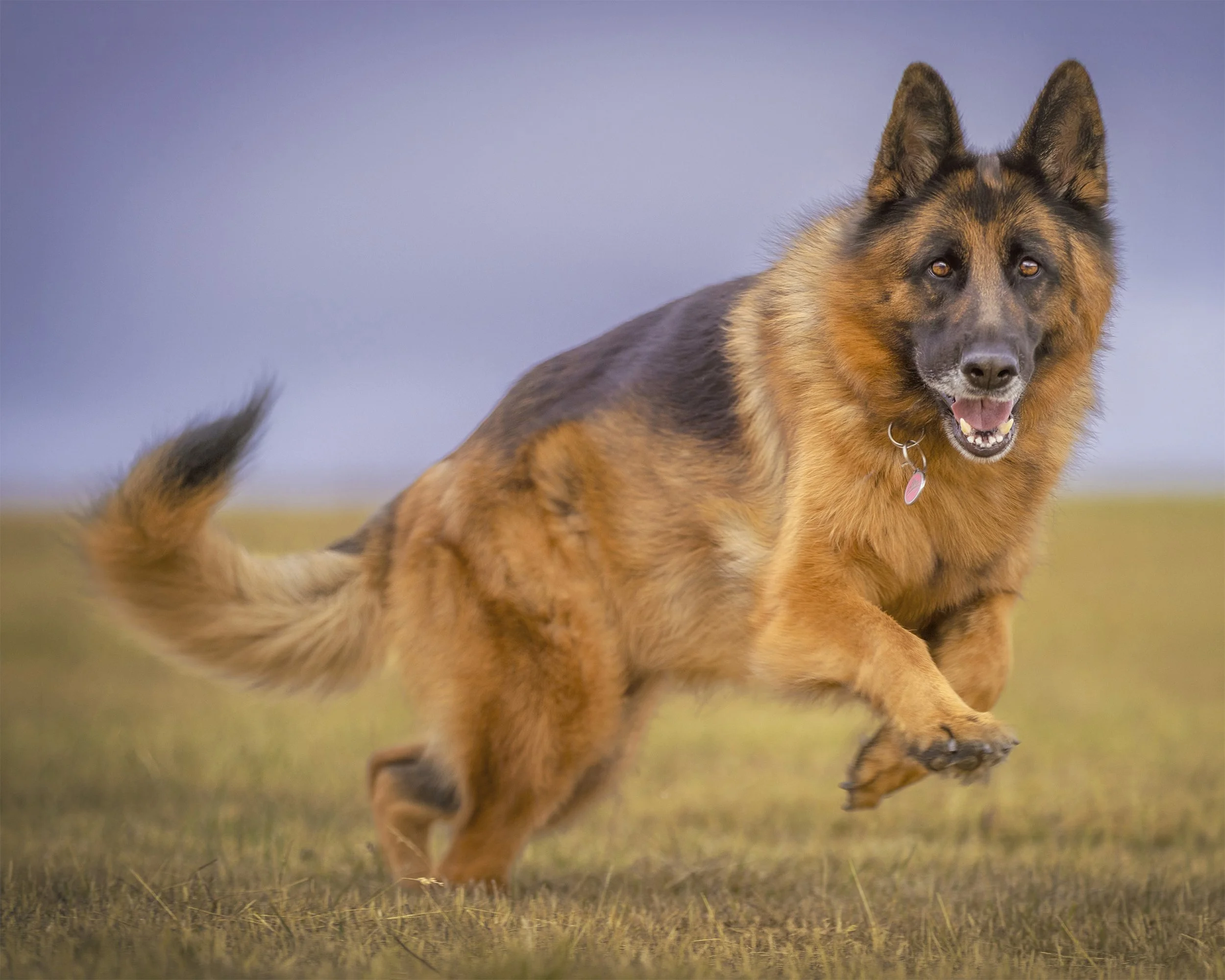 A happy German Shepherd dog running on grass outdoors.