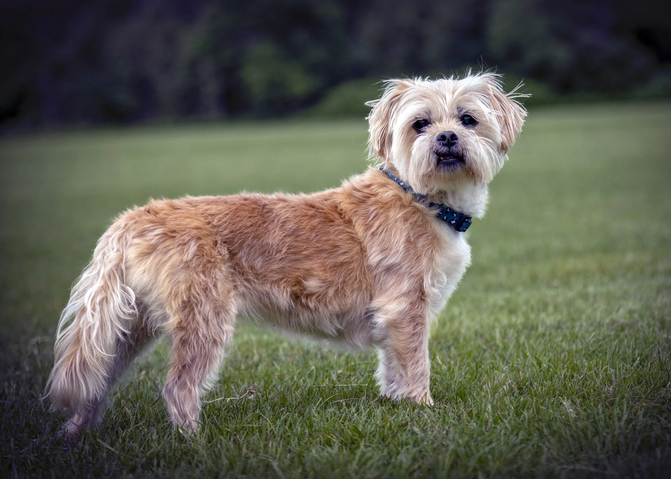A small, fluffy dog with light brown and white fur standing on green grass in a park or yard.