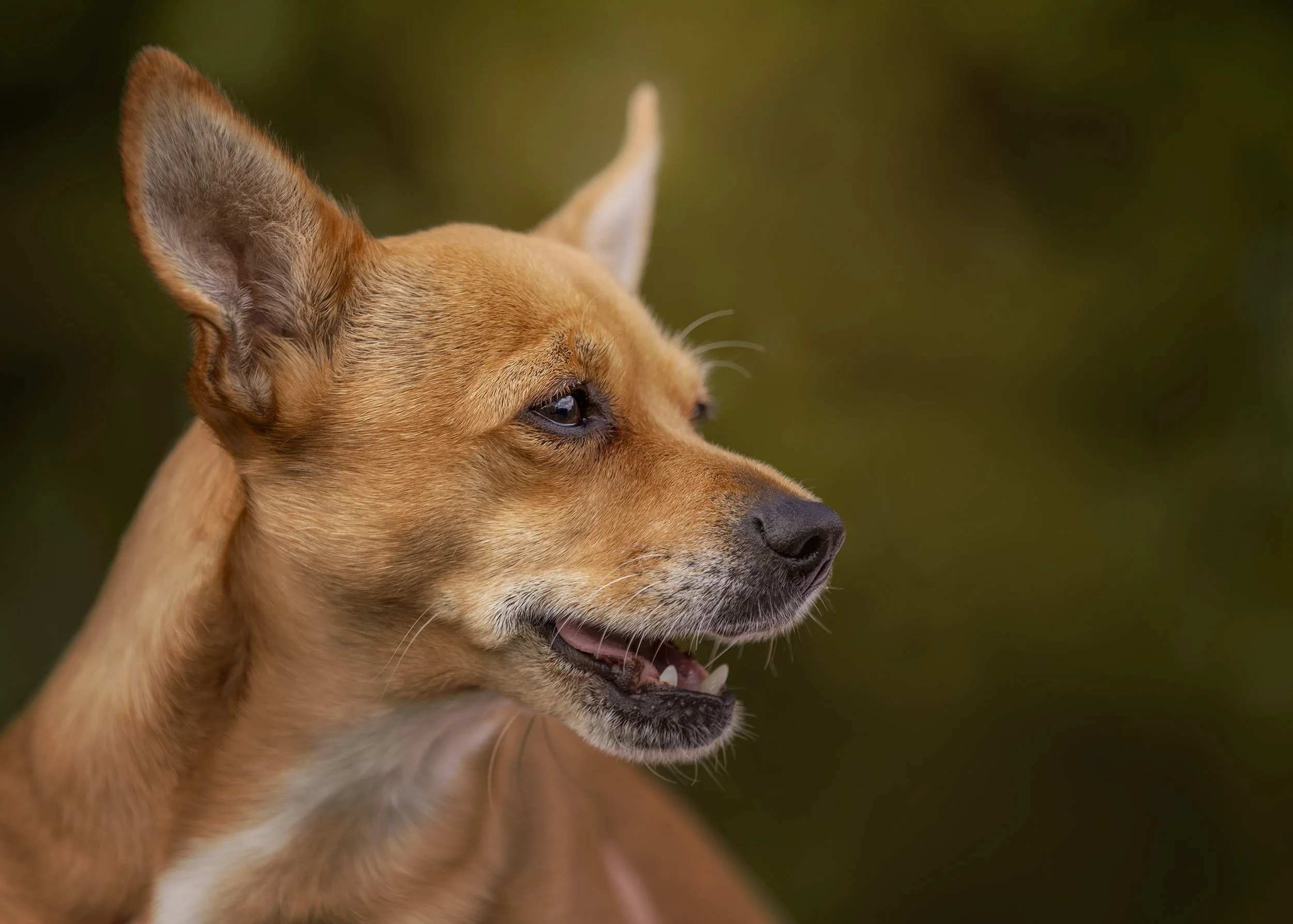 Close-up of a brown dog with short fur, pointed ears, and a relaxed expression.