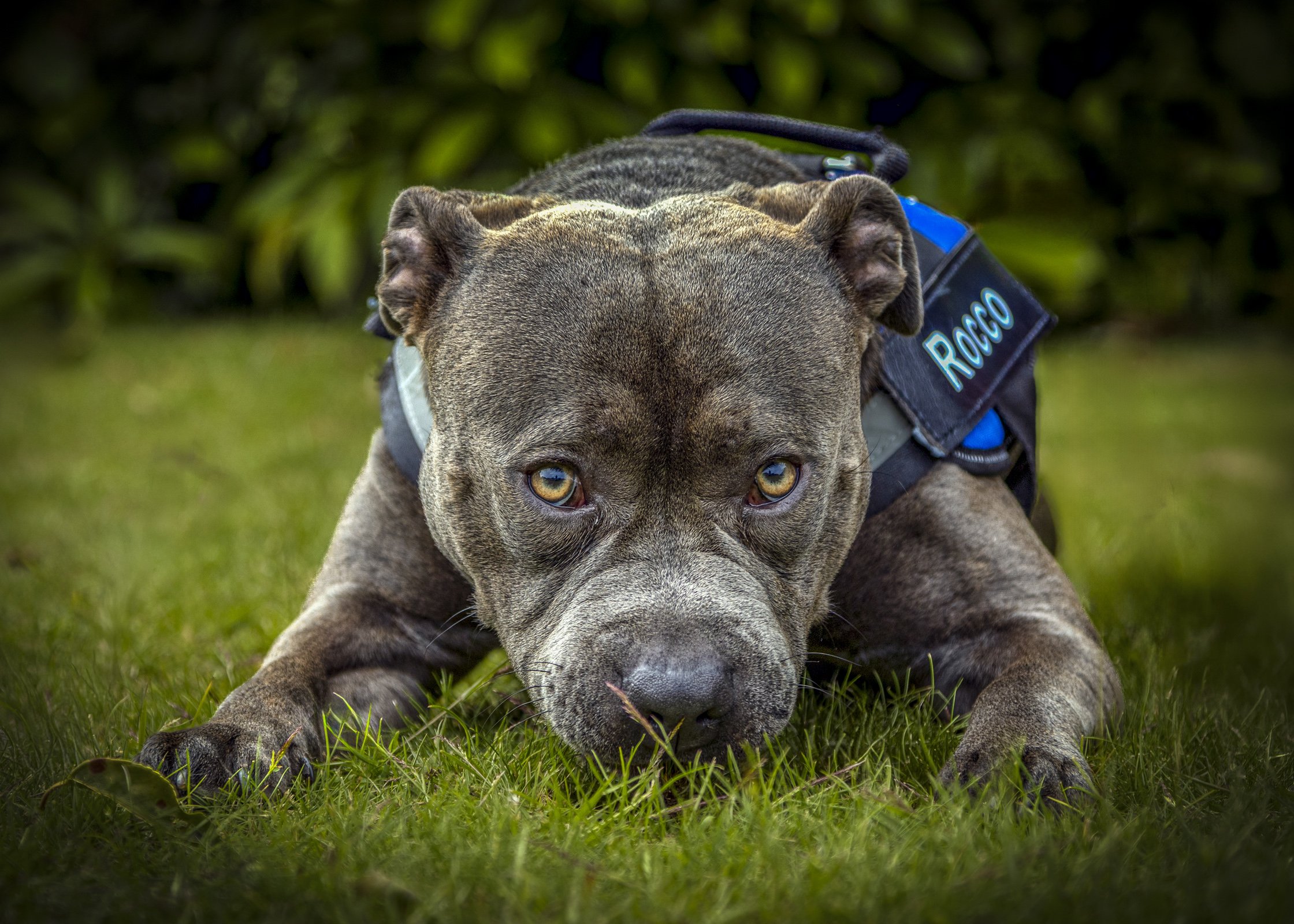 A PET-ography.com bespoke photo of a Staffordshire Bull Terrier