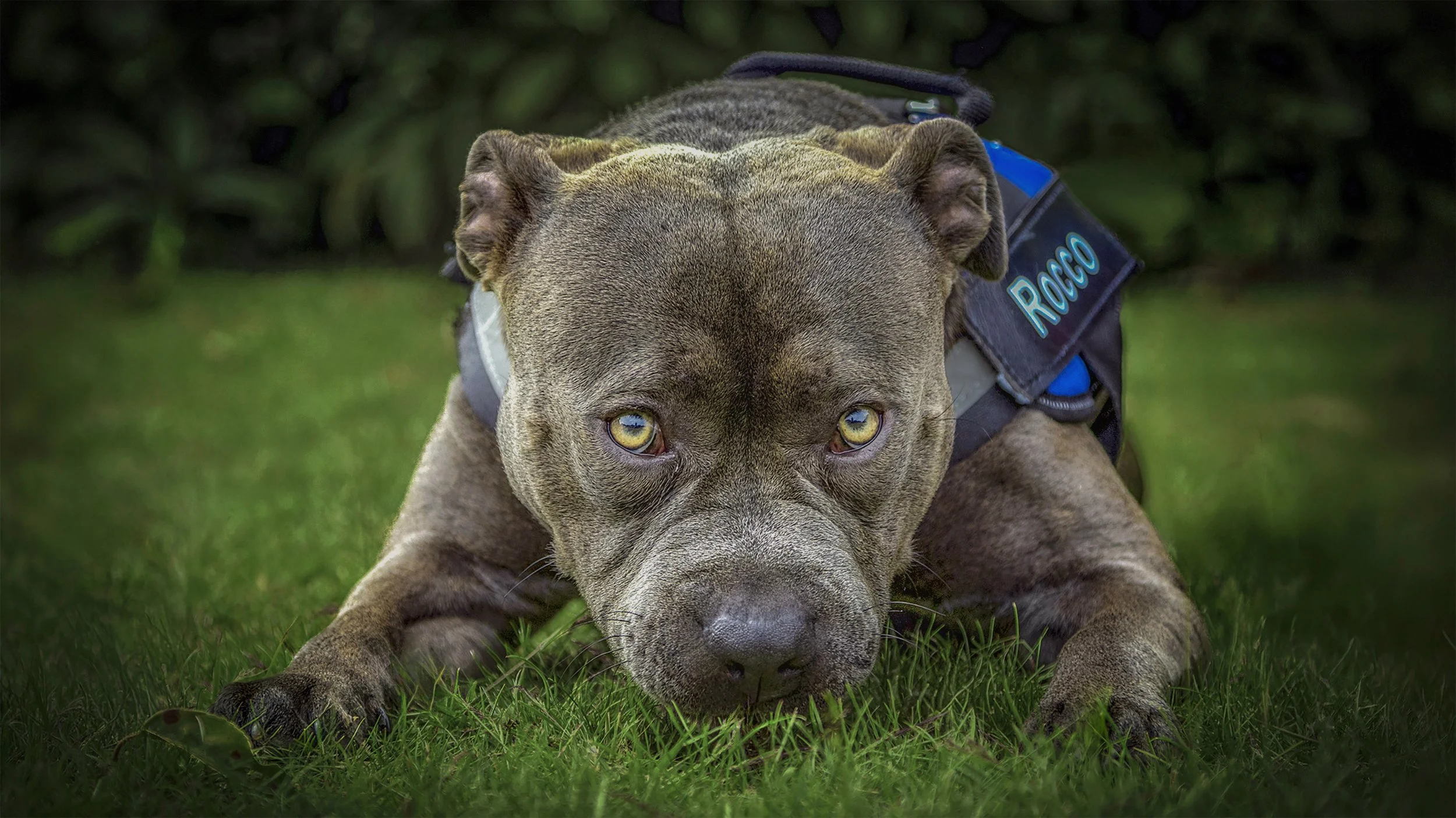 A muscular brown dog with piercing yellow eyes laying on green grass, wearing a black vest with blue accents and the name tag 'Rocco'.