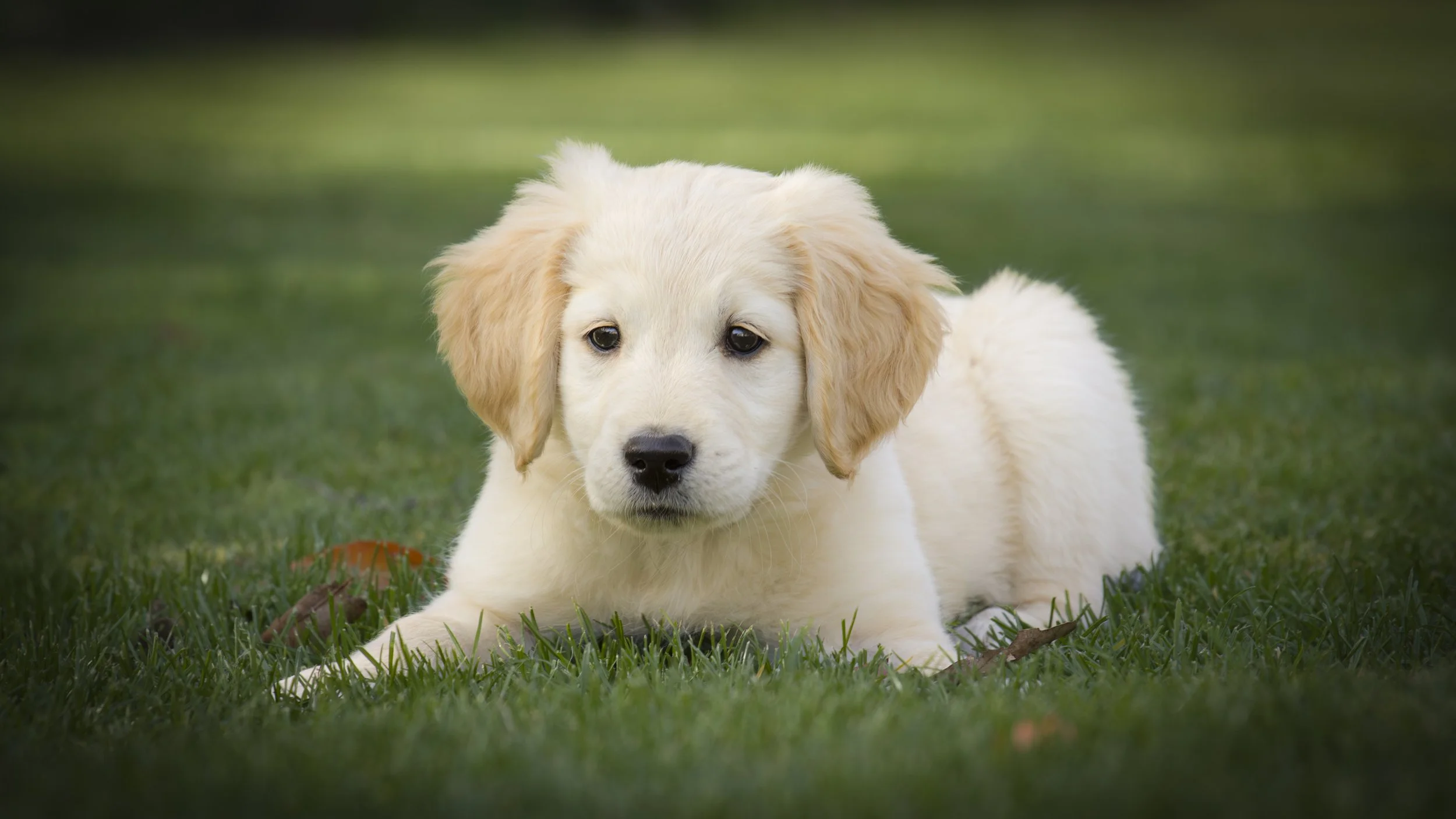 A PET-ography.com bespoke photo of a Golden Retriever puppy lying on grass
