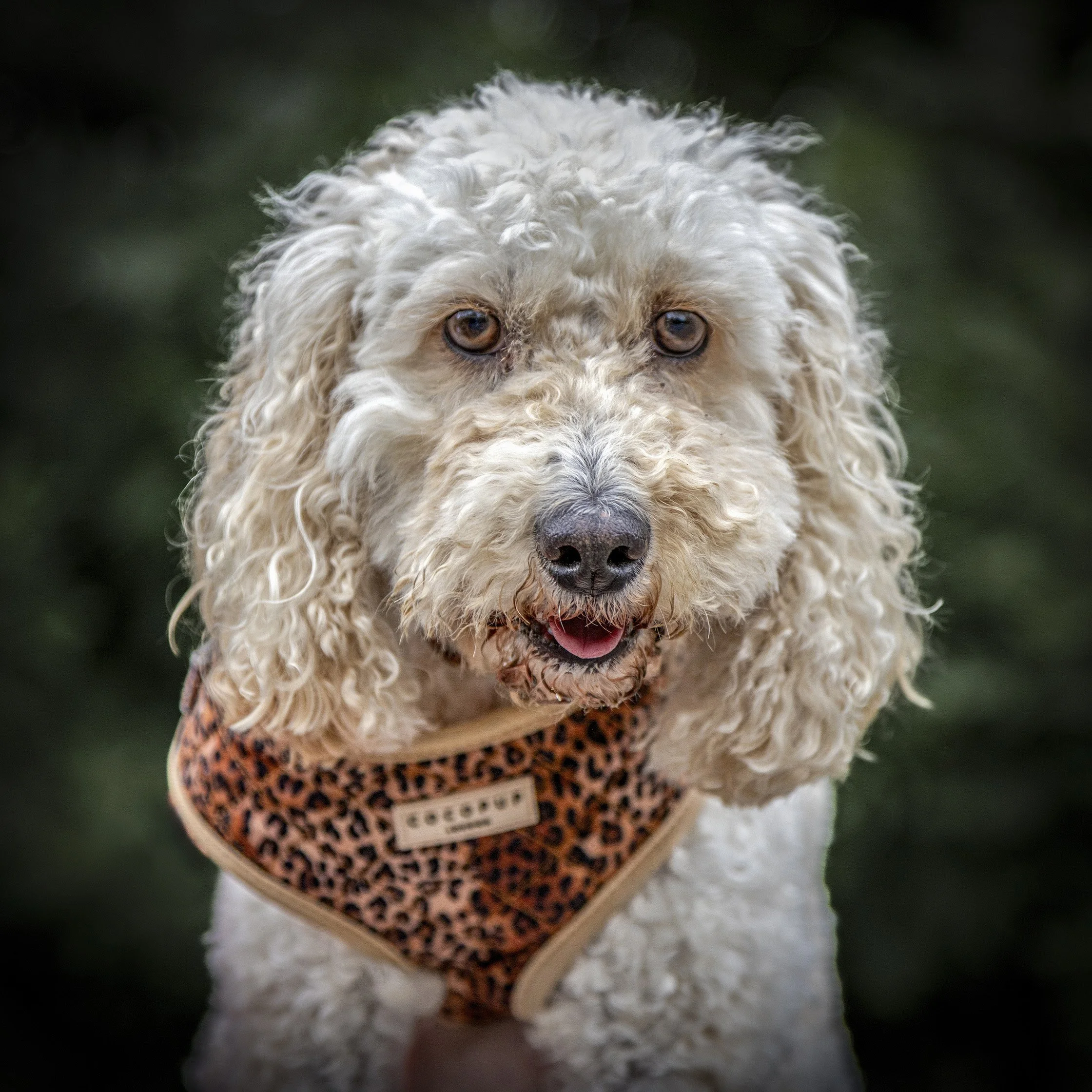 Nellie008.jpg