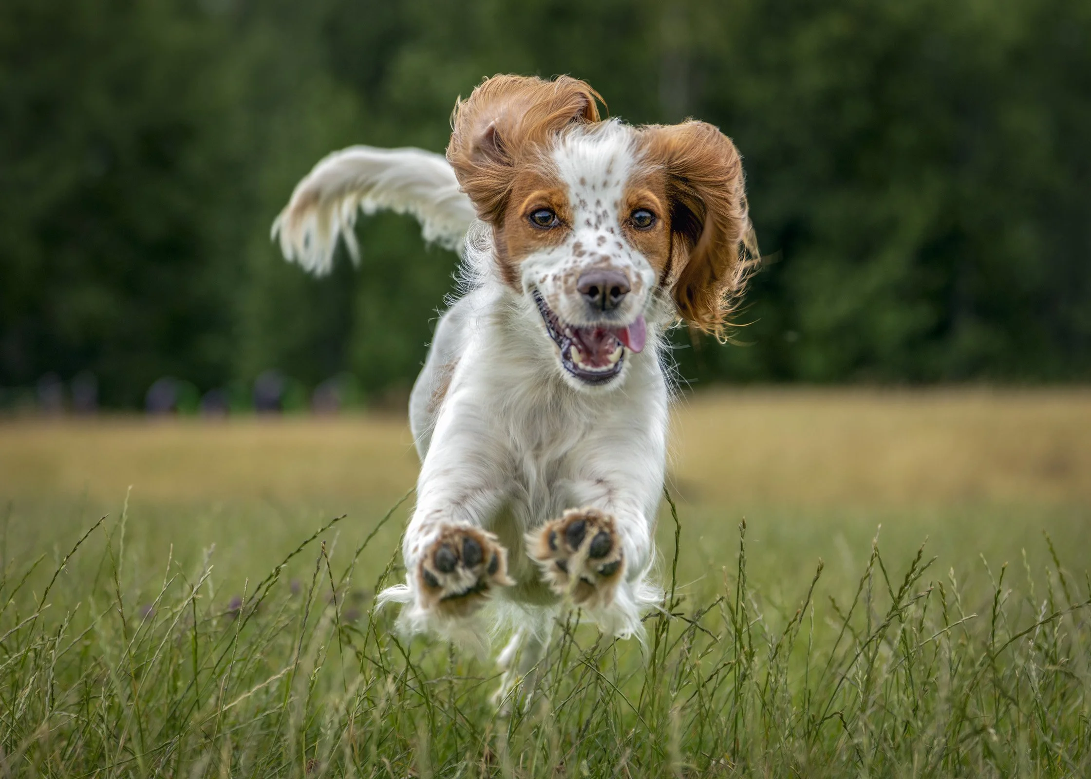 A PET-ography.com bespoke photo of a Cocker Spaniel jumping in long grass 