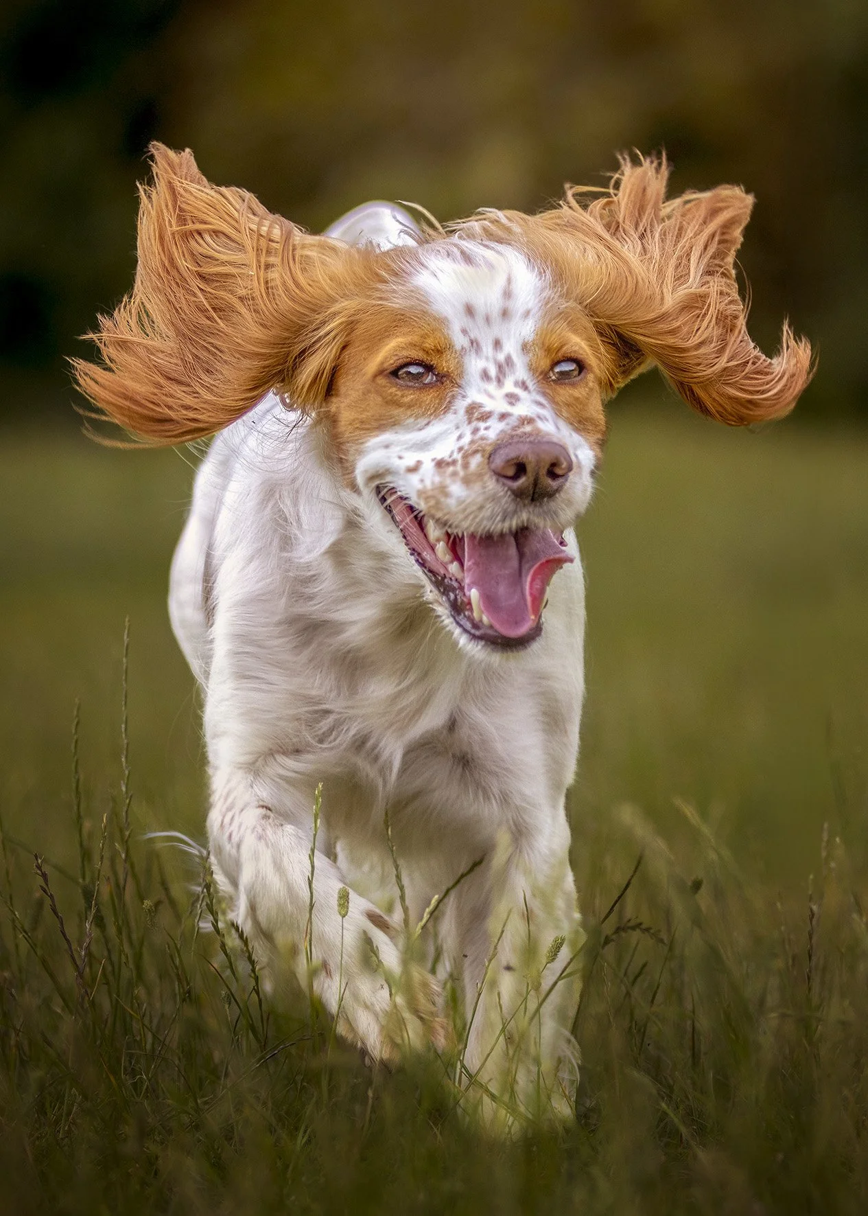 A happy dog running through a grassy field, with long ears flying in the air and a joyful expression.