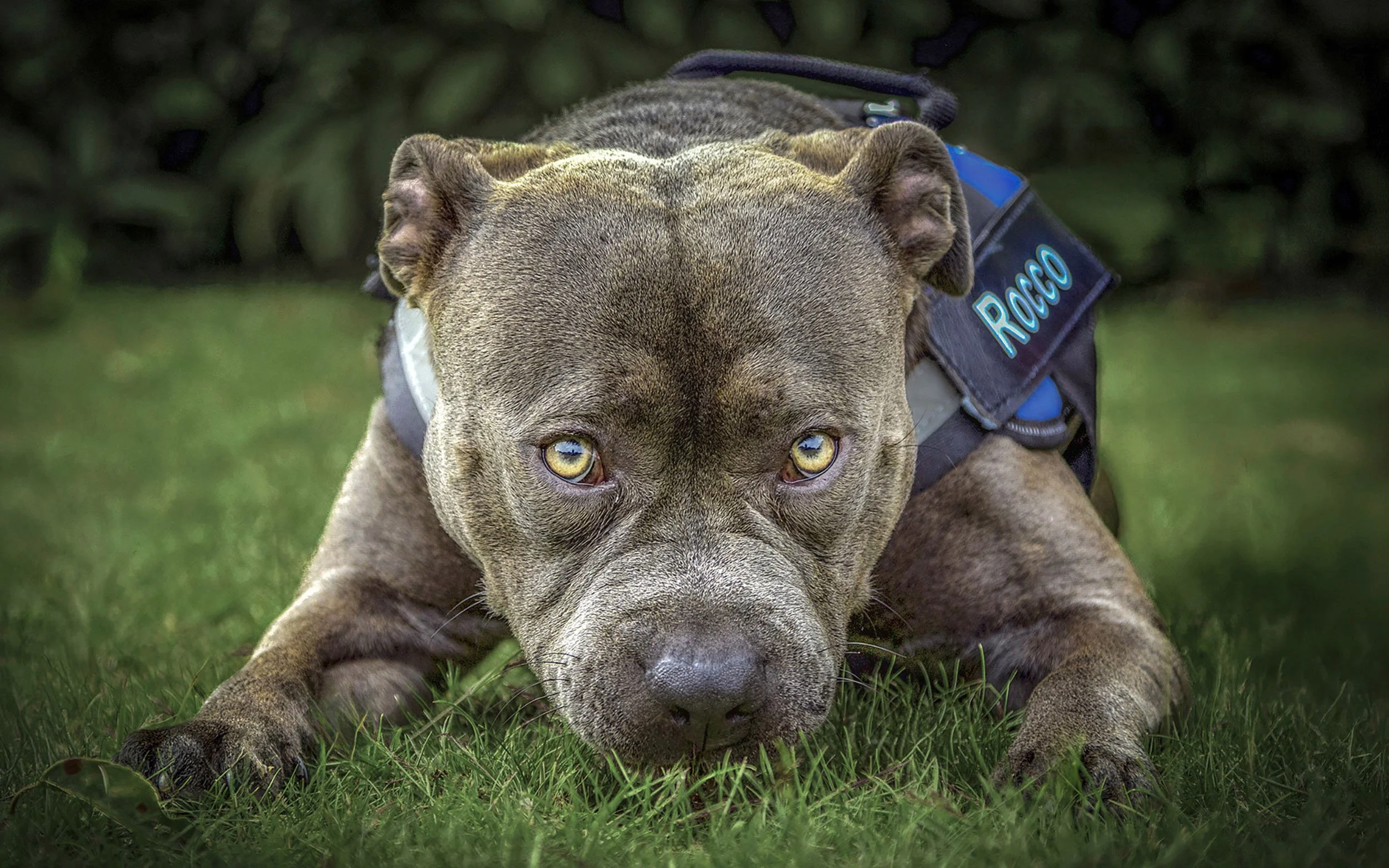 Rocco Hero Resized.jpg