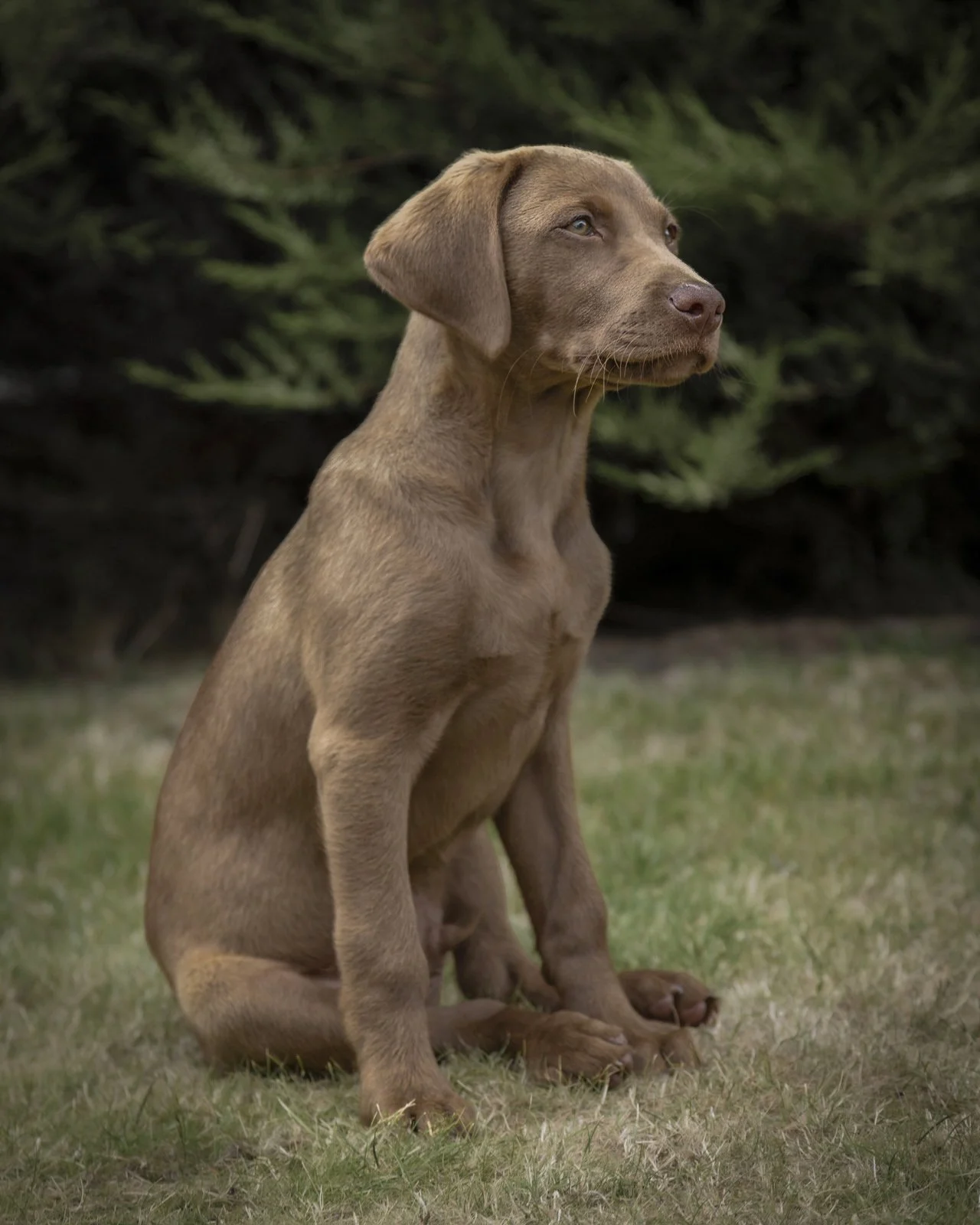 A PET-ography.com bespoke photo of a 13-week-old Chocolate Labrador.