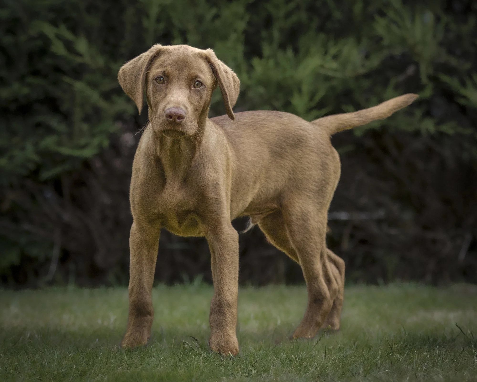 A PET-ography.com bespoke image of a 13-week-old Chocolate Labrador puppy