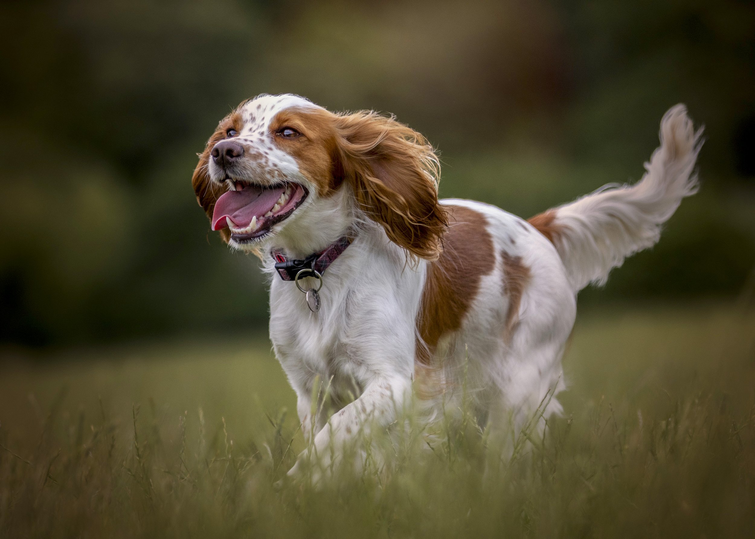 A happy dog running in a grassy field with a blurred background, mouth open, tongue out, and ears flapping.