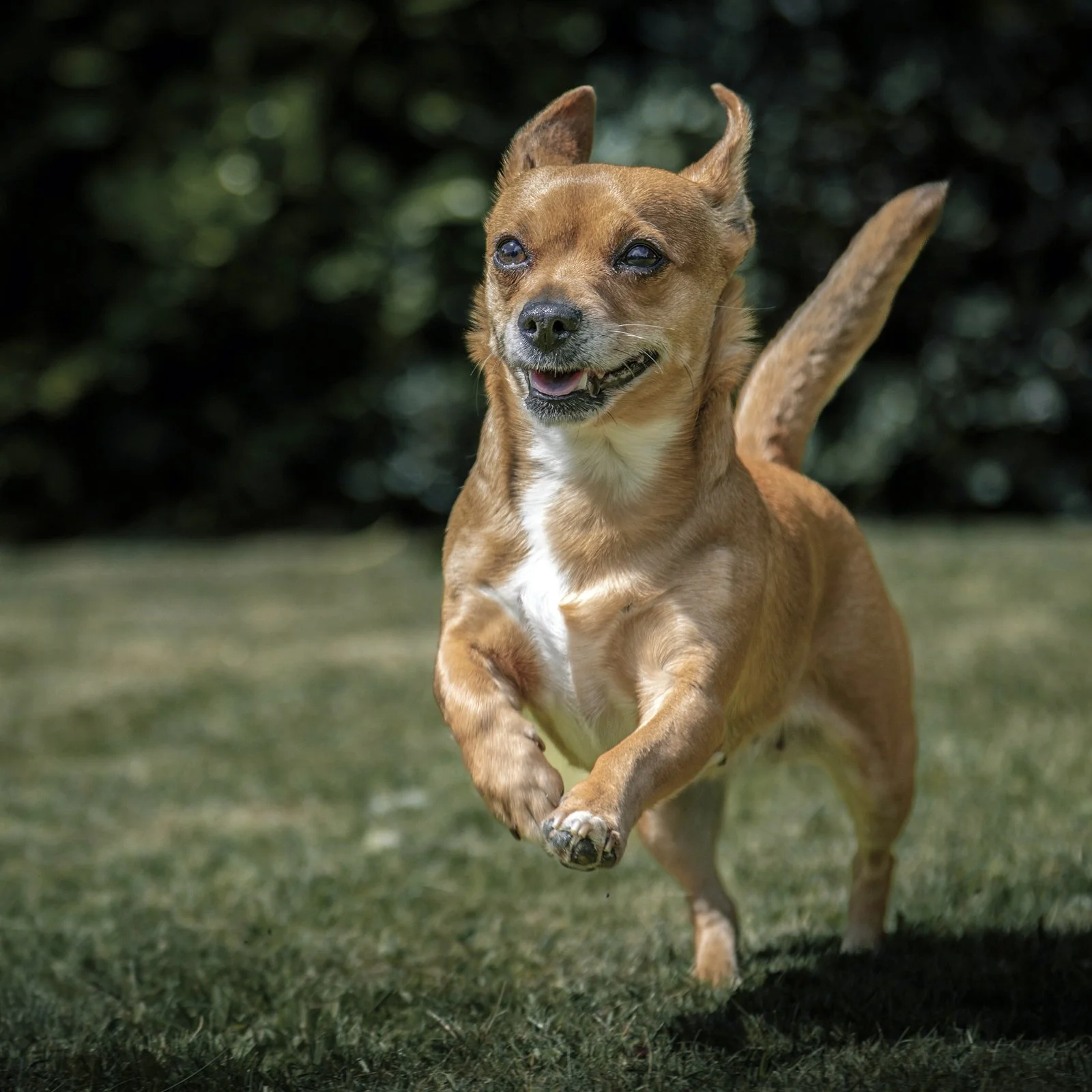 A PET-ography.com bespoke photo of a Jackawawa running and jumping on grass 