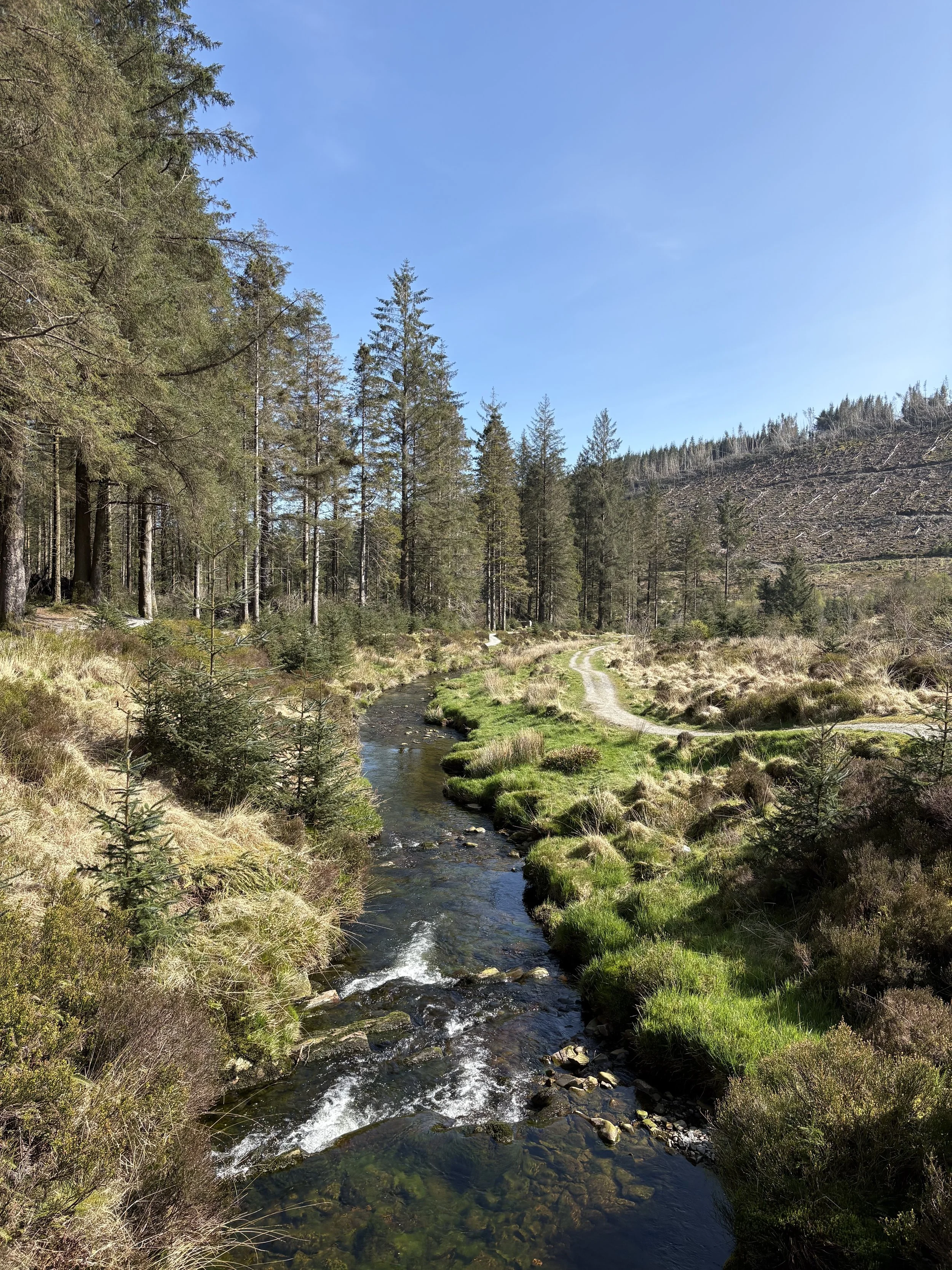 A scenic view of a small stream flowing through a forest with tall pine trees and a hillside in the background, under a clear blue sky.