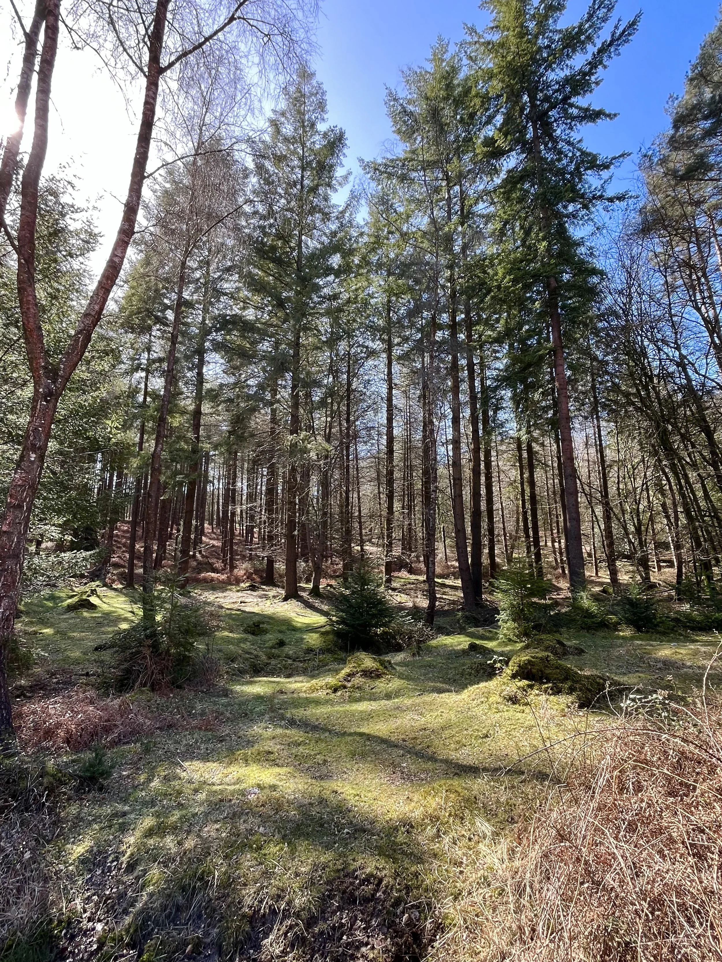 A dense forest with tall trees and sunlight filtering through the branches, moss-covered ground, and a clear blue sky overhead.